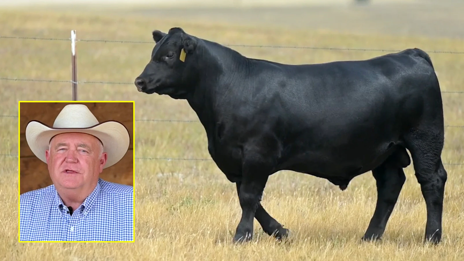 A 9-month-old Angus bull sold for a staggering $900,000 at a Billings auction Saturday. Buyers are betting his genetics will produce generations of premium cattle worth millions. "I knew it would bring a lot of money," cattleman Doug Stevenson (pictured) said.