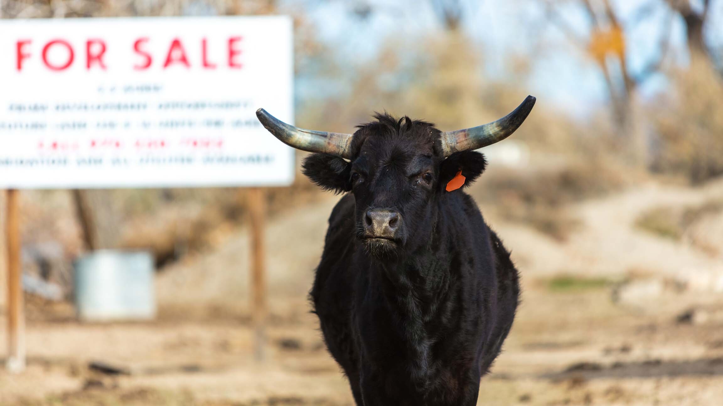 Bull sales in the Wyoming/Montana region are up 30% from a year ago as the trend in high cattle prices continues. Most bulls are selling anywhere from $1,000 to $2,000 more than last year.