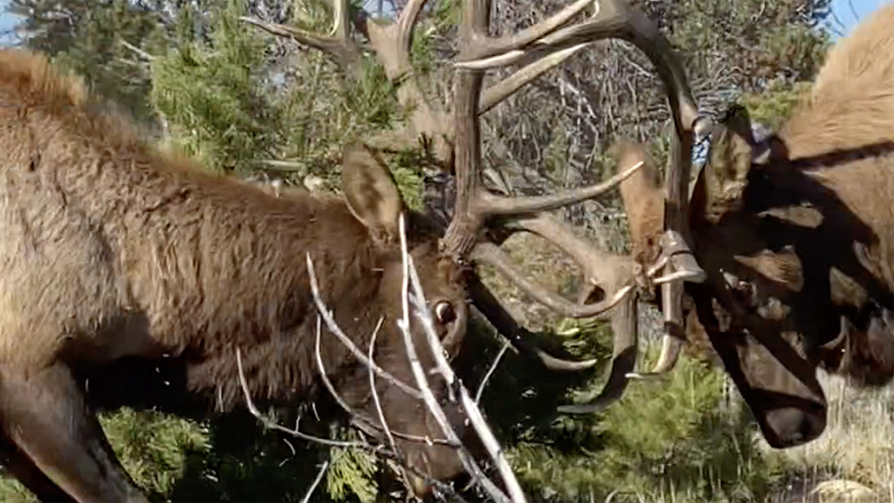 Bull elk fight 10 3 22