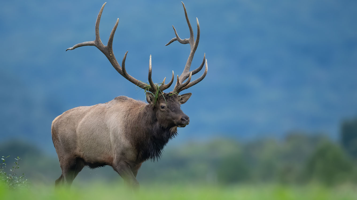 Bull elk