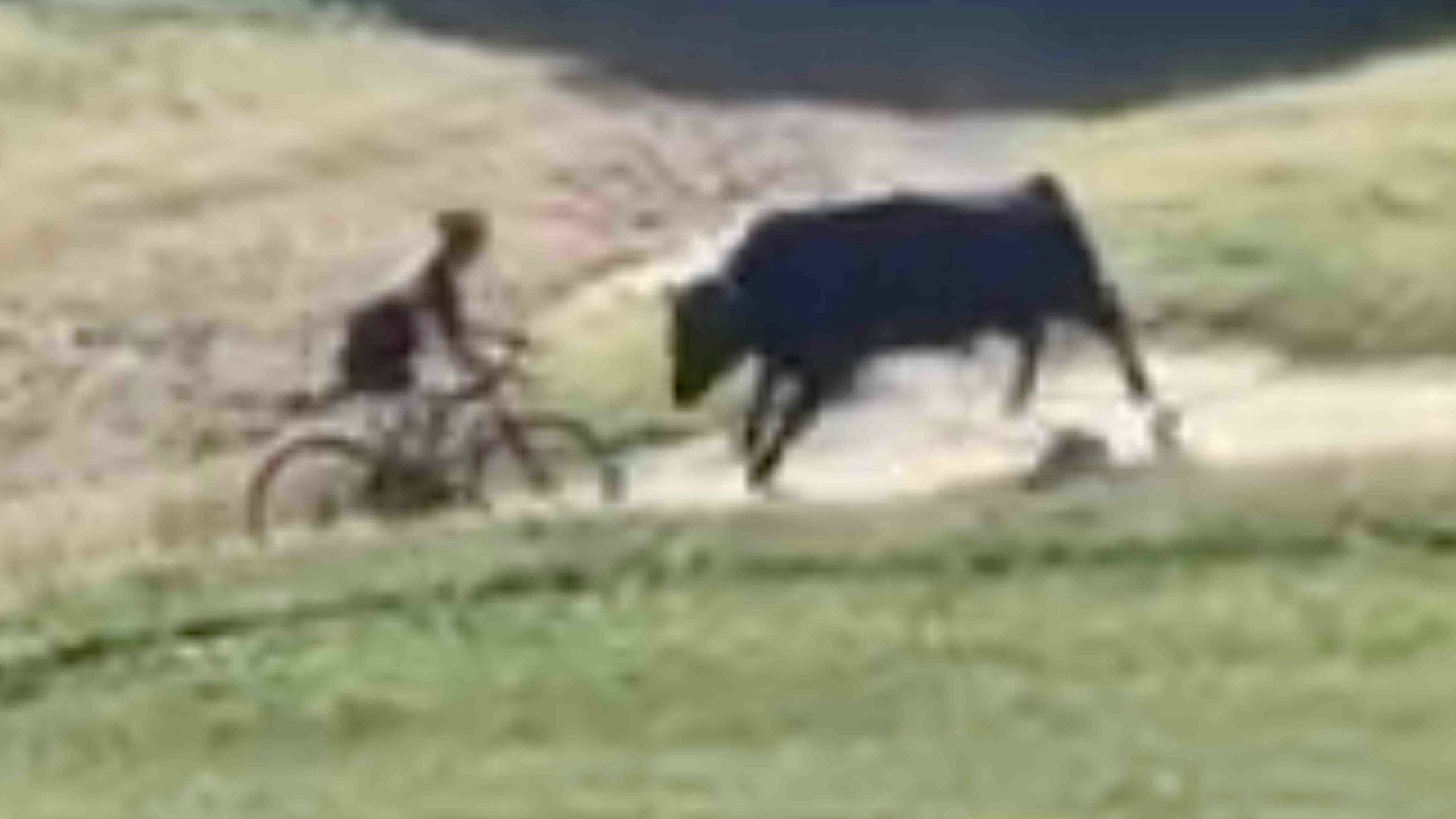 Bull vs bike scaled