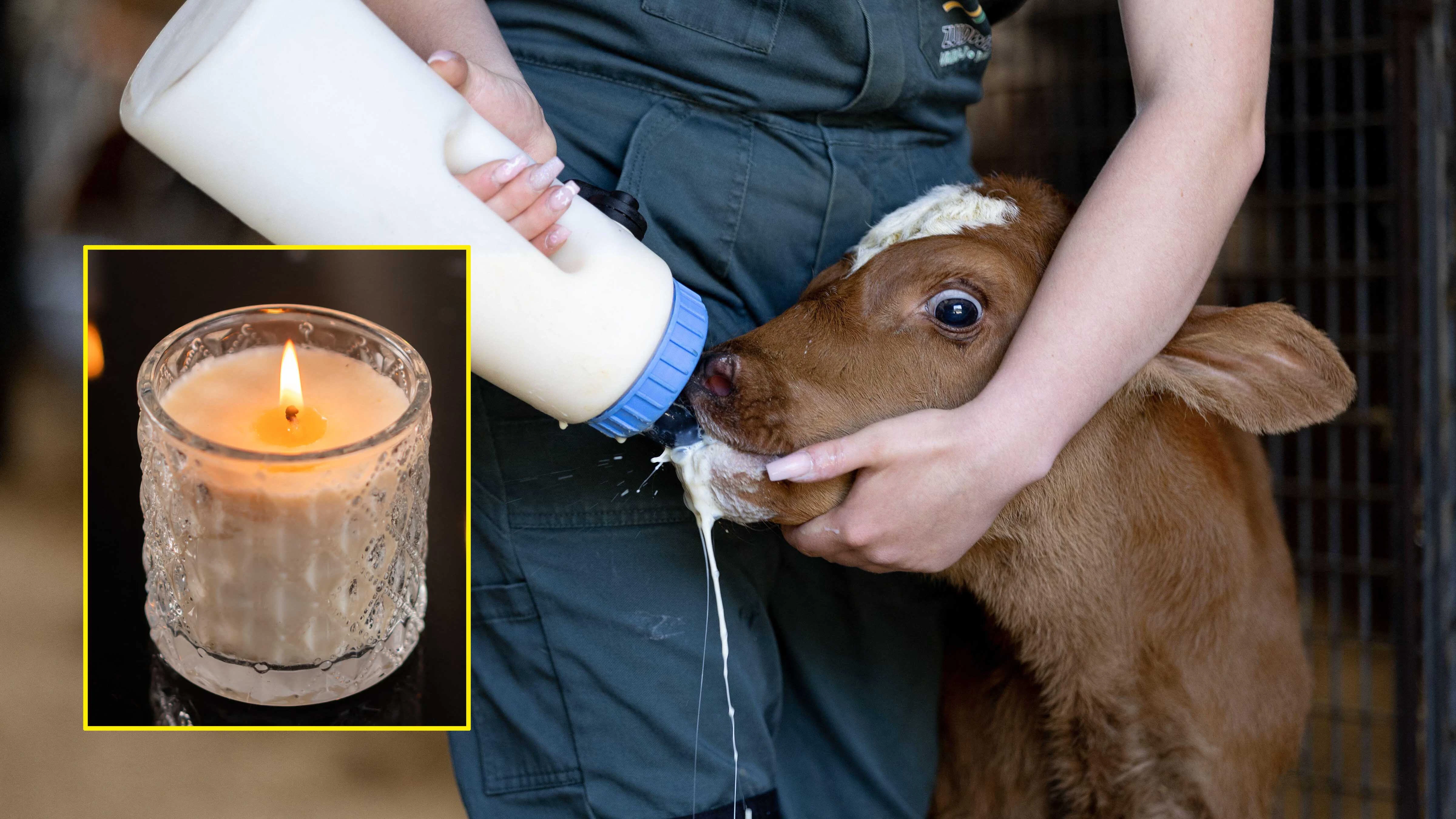 Rustic Enigma's best-selling scented "Calf Slobbers" candle doesn't smell like actual calf slobber. It smells like sweet meringue, which resembles the white foam that builds up around a calf's mouth when it salivates.