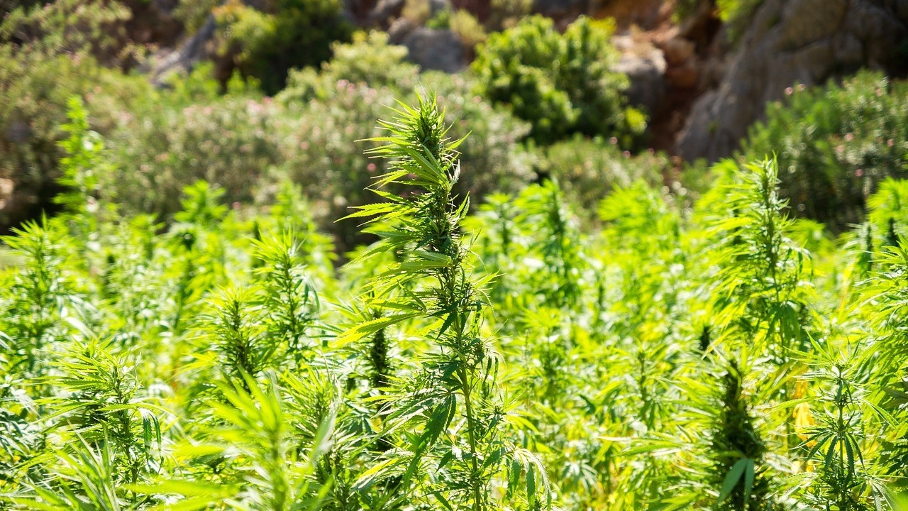 Cannabis 2773112 1280