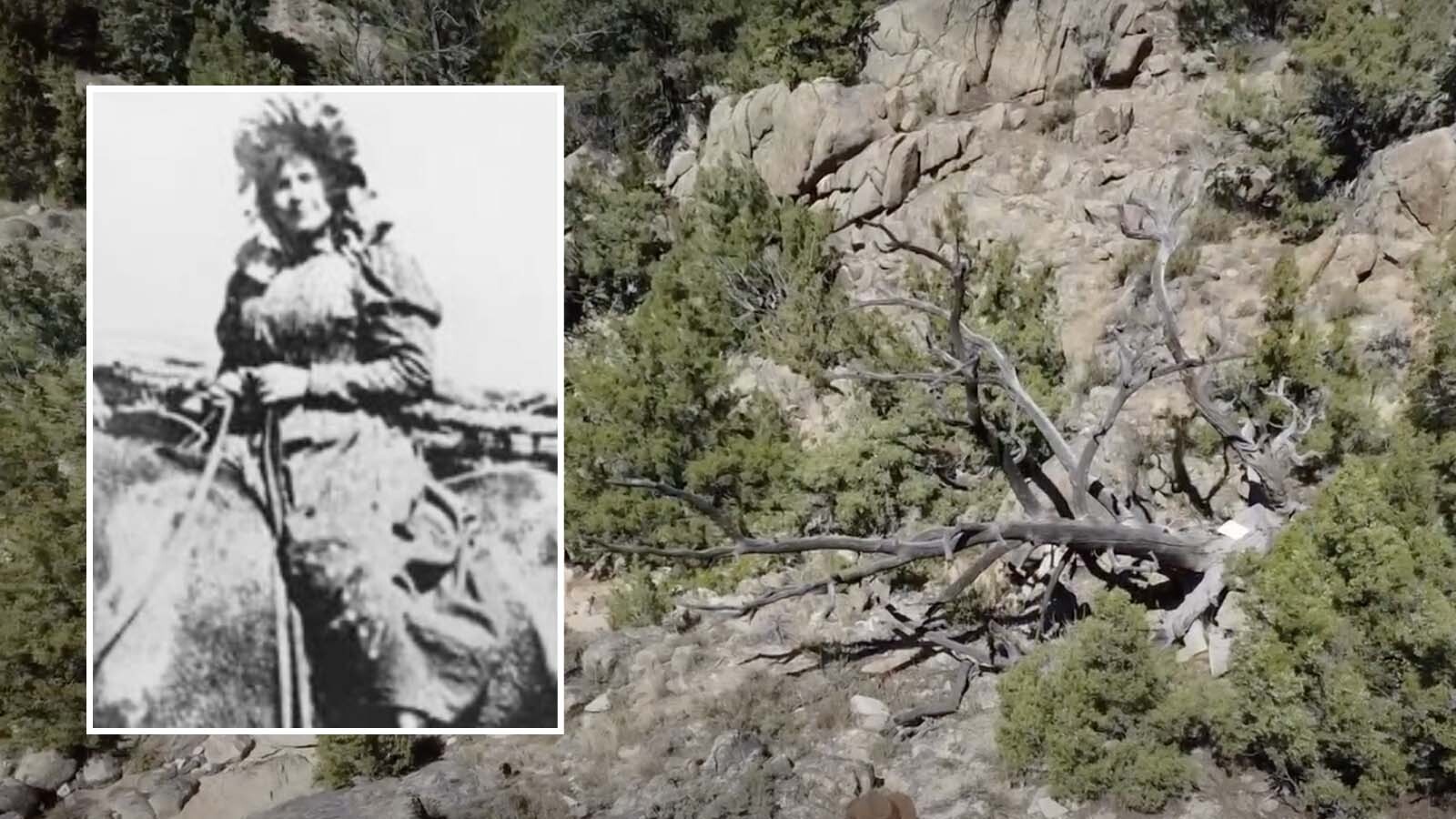 Ellen Watson, dubbed “Cattle Kate” by her enemies and some in the press, was hanged from this Limber Pine in 1889. Her death was never avenged and there are those that believe her spirit still haunts the tree.