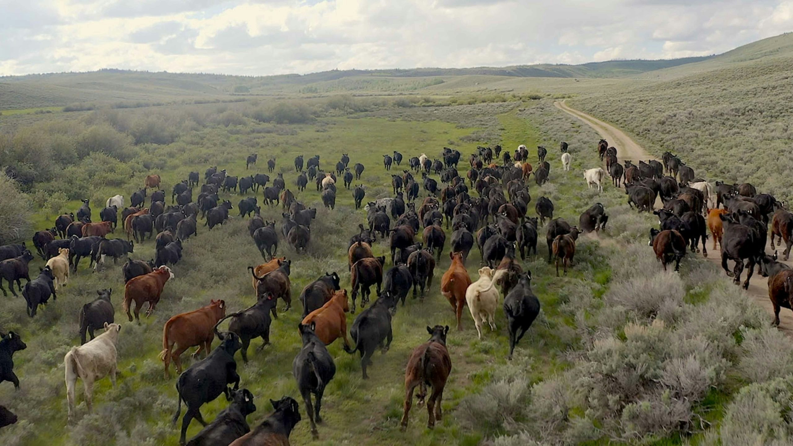 Cattle 7 21 22 1 scaled