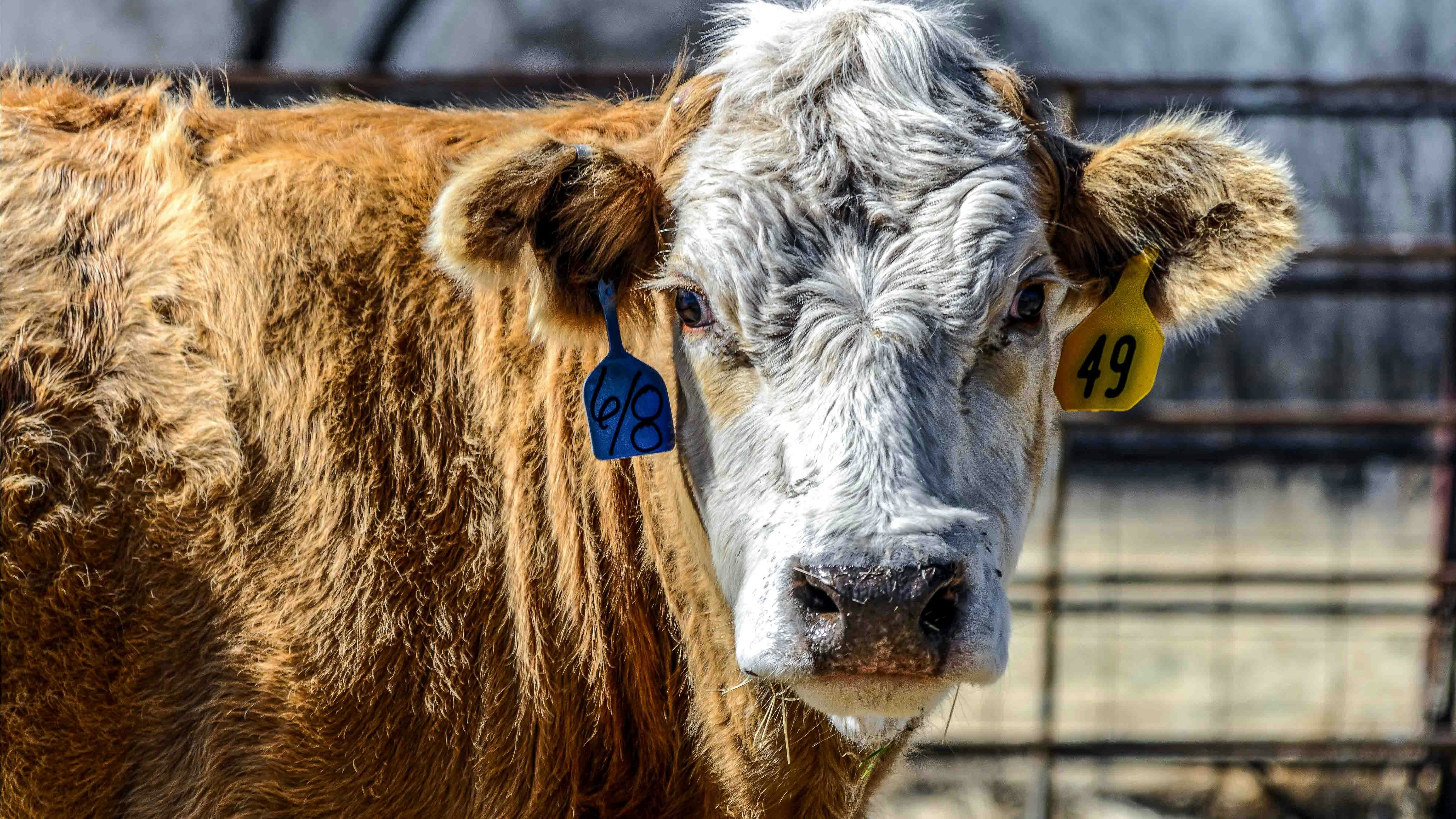 Cattle 8 4 25