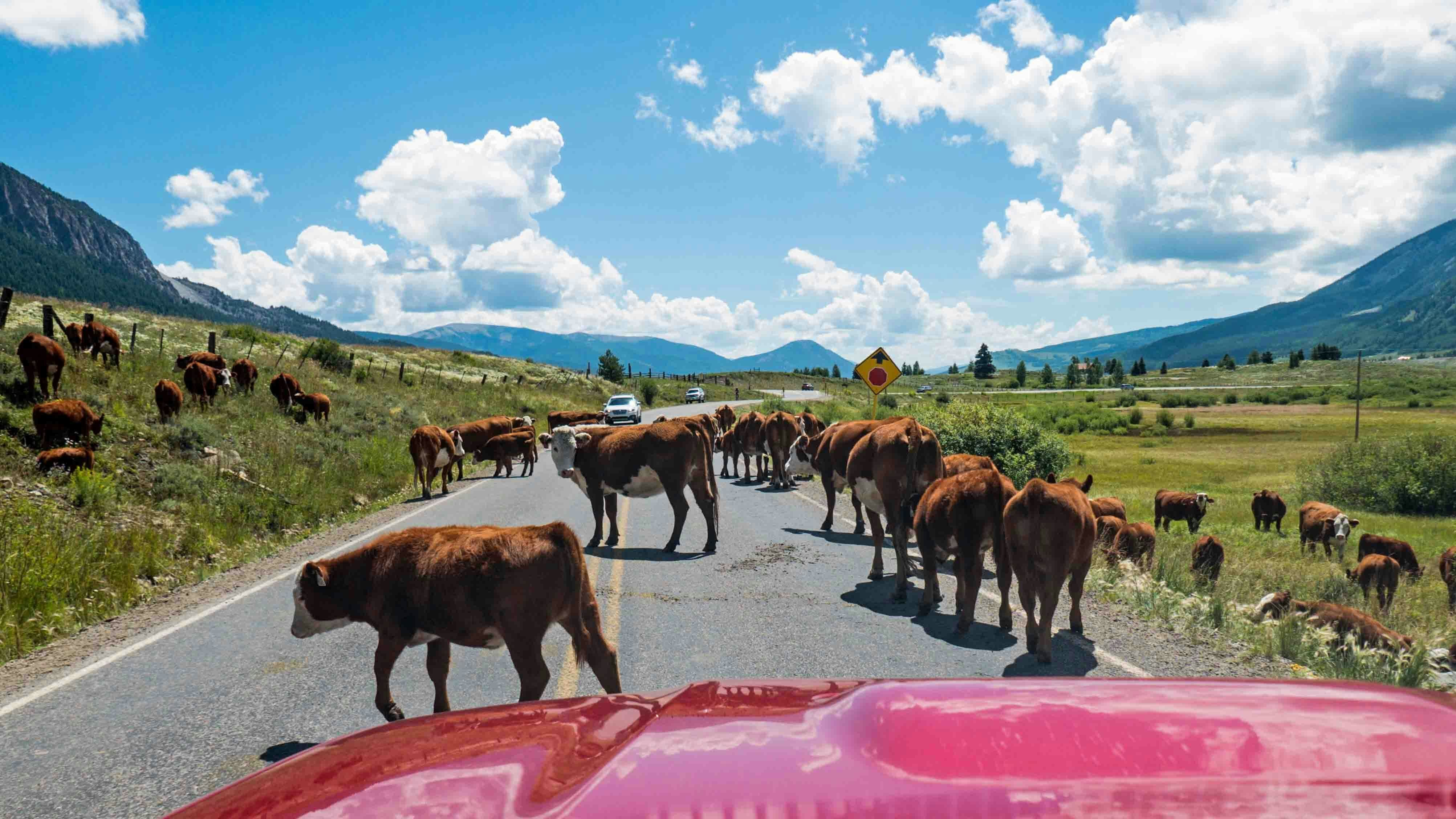 When a car hits a deer or antelope, it can mean expensive repairs. Hitting a cow is much worse — and possibly demolish you as well. Wyomingites would be wise not to underestimate how devastating hitting a 1,000-pound cow can be.