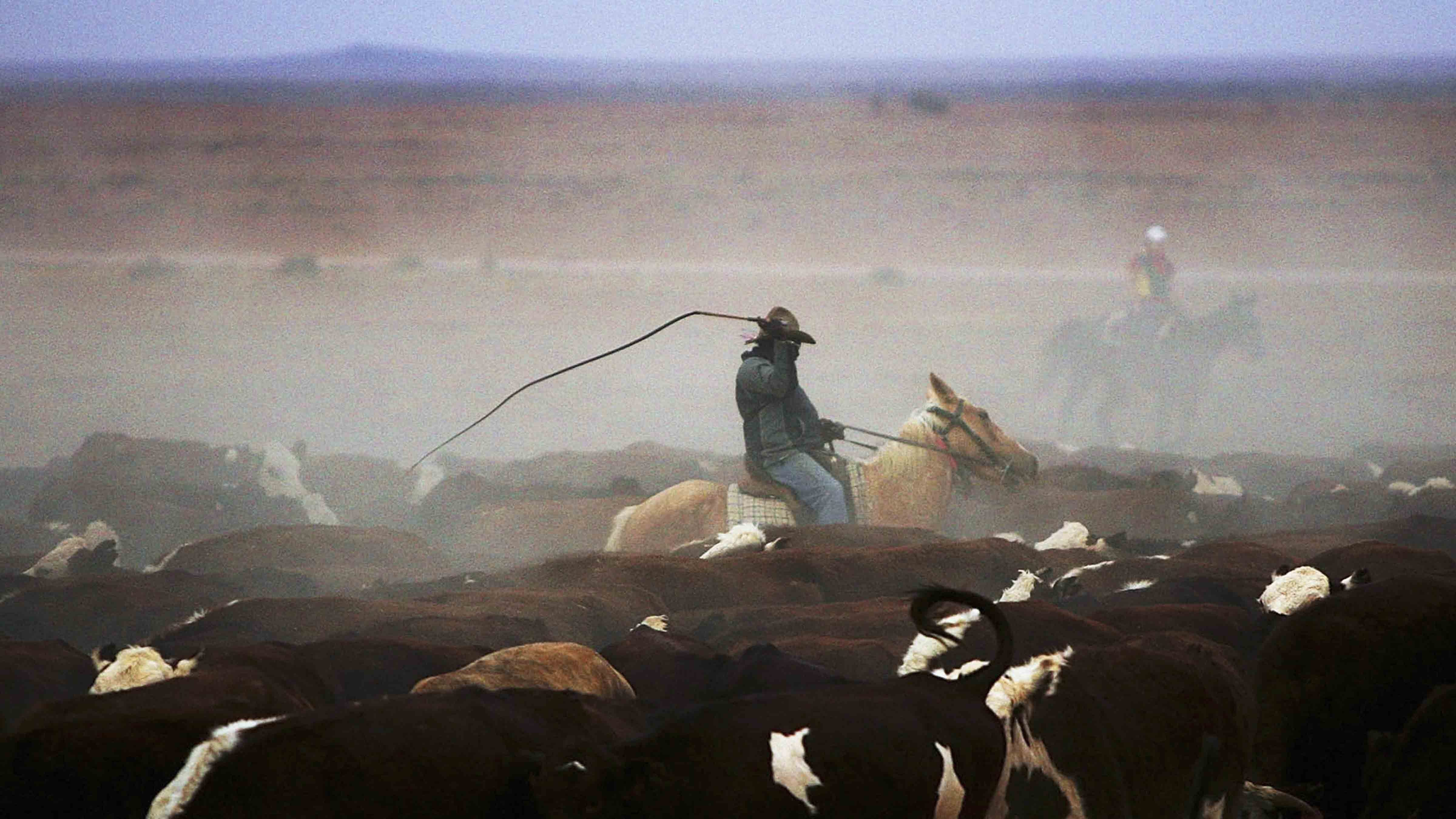 Cattle Rustling Still Happens In Wyoming, And Most Rustlers Get Away With It
