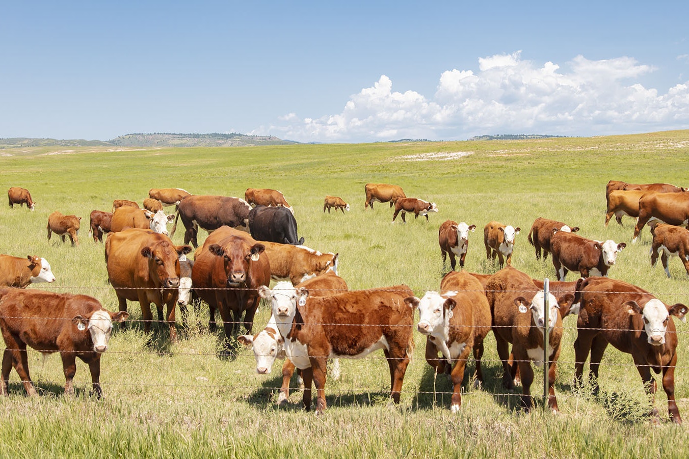 Cattle grazing 1 12 23