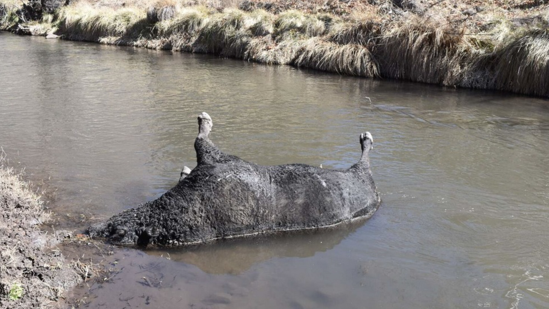 Cattle gunned down 2 2 22 23