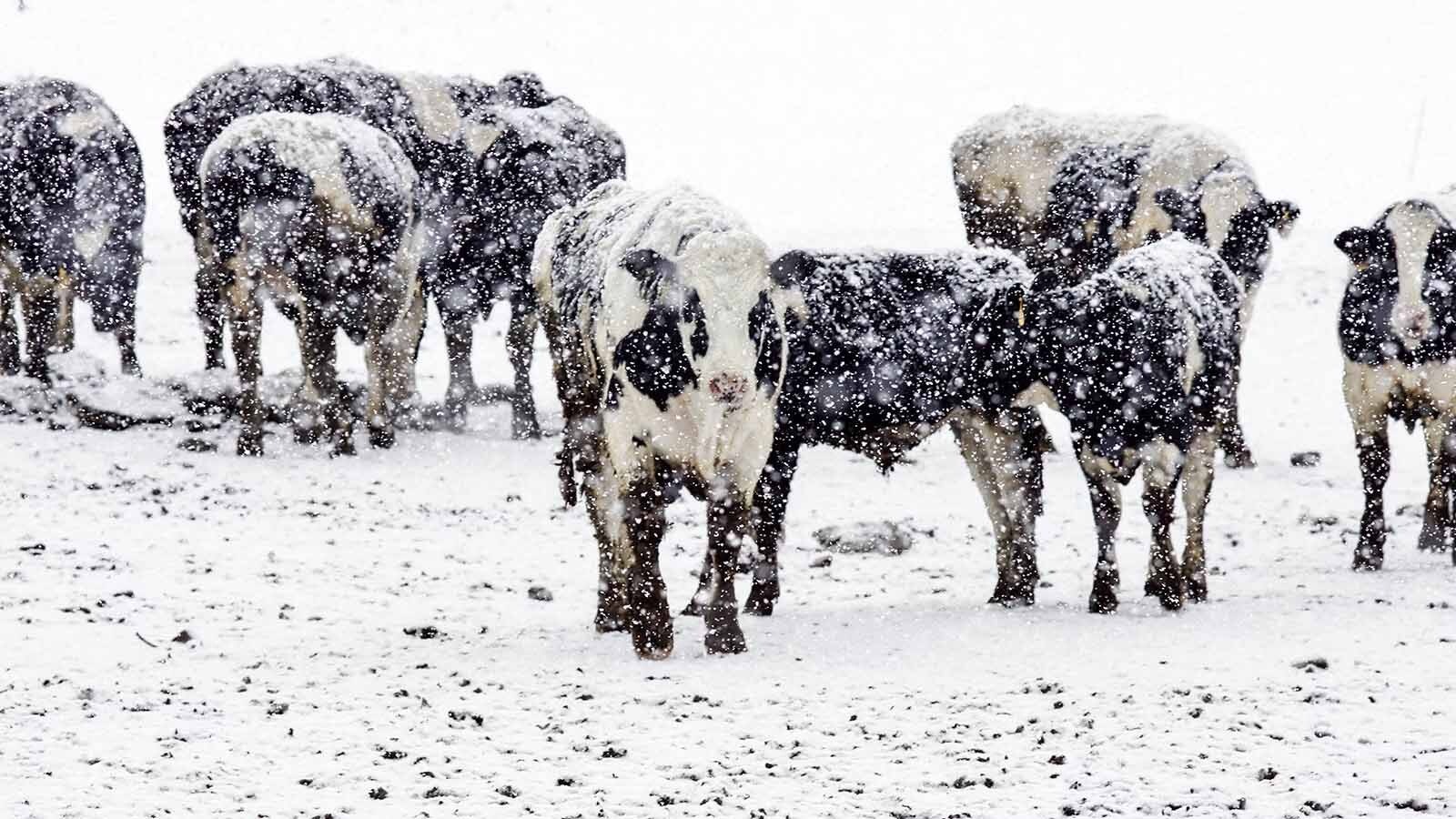 Some farmers and ranchers still turn to farmer’s almanacs for seasonal forecasts steeped in folklore and tradition, even if they aren’t accurate. Modern meteorology and real-world experiences reveal the limitations of folksy weather prediction methods.