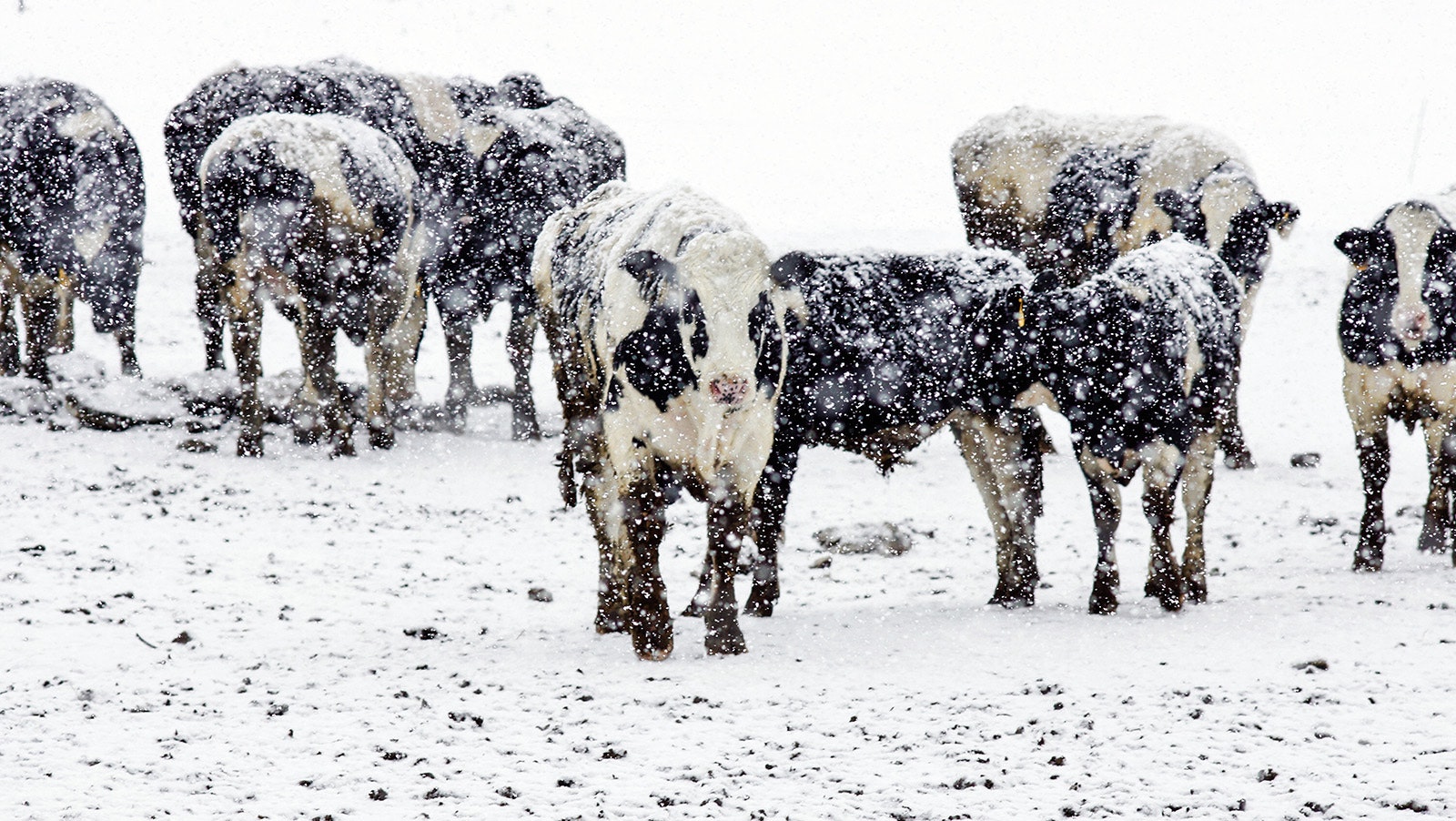 Cattle in snow 12 22 22