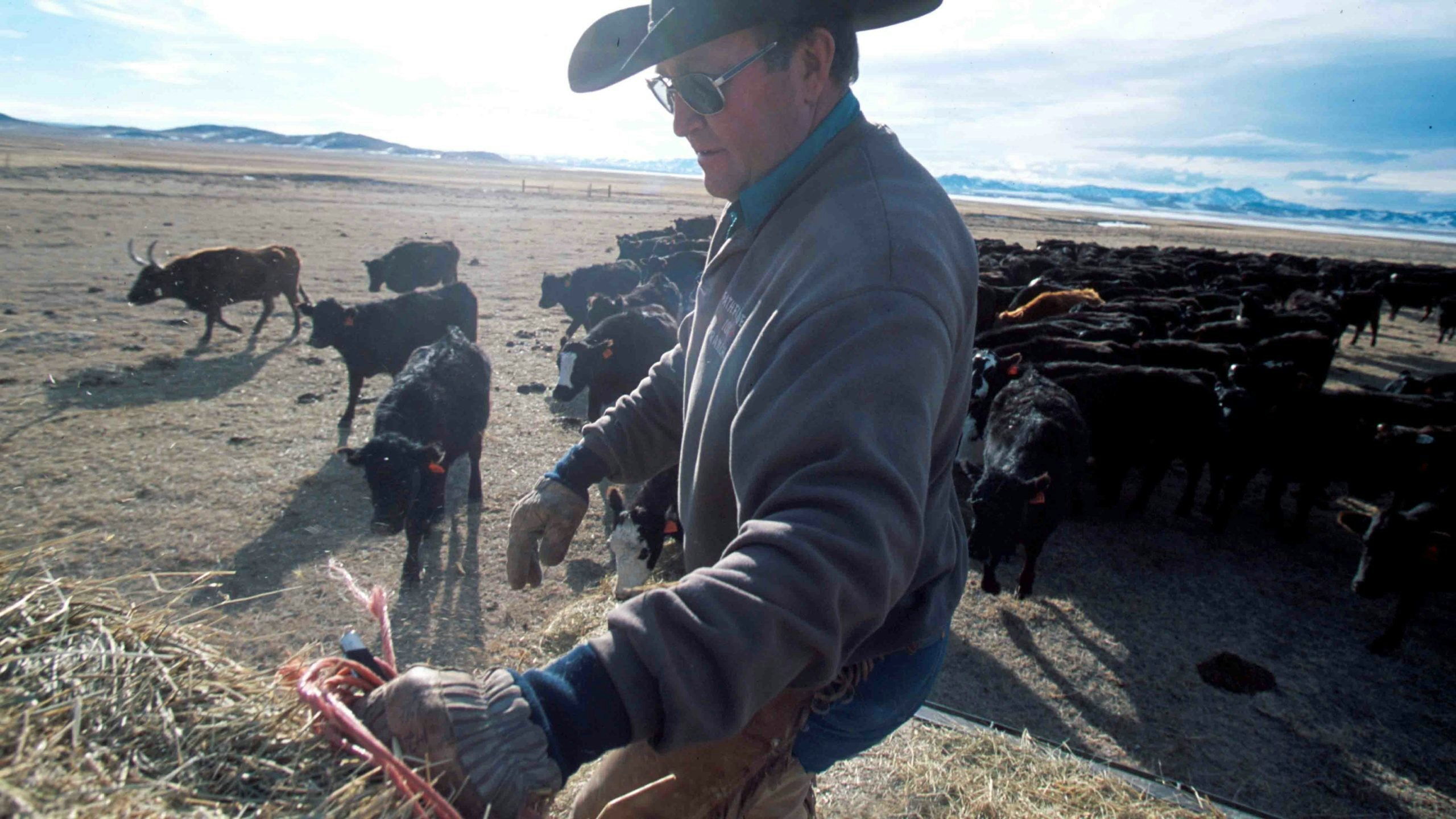 Cattle rancher 4 22 22 scaled