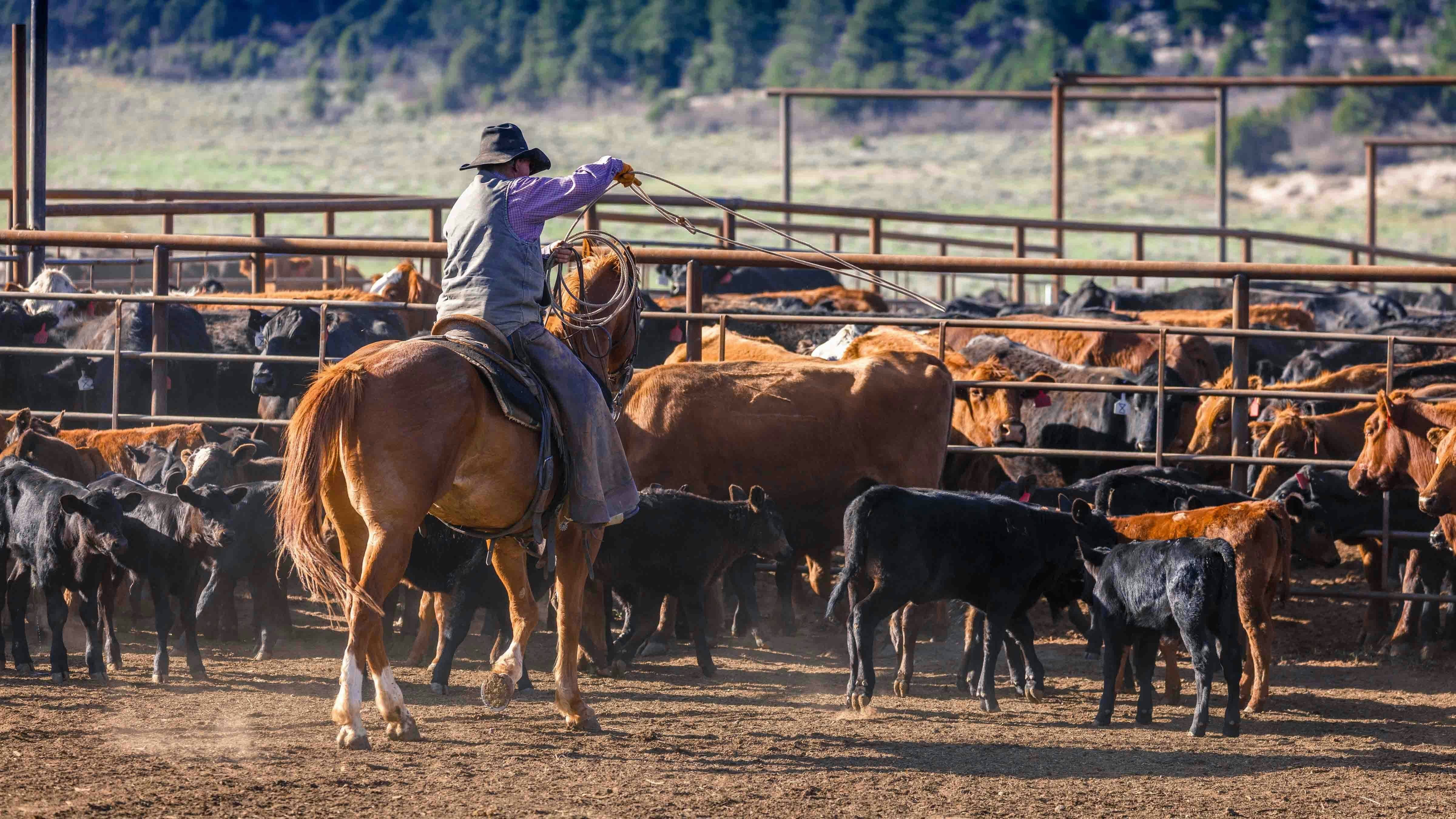 Record beef prices are reshaping the ranching landscape as aging ranchers weigh cashing out and selling off their herds. Others are holding on for another profitable year, creating the tightest ranch real estate market in decades.