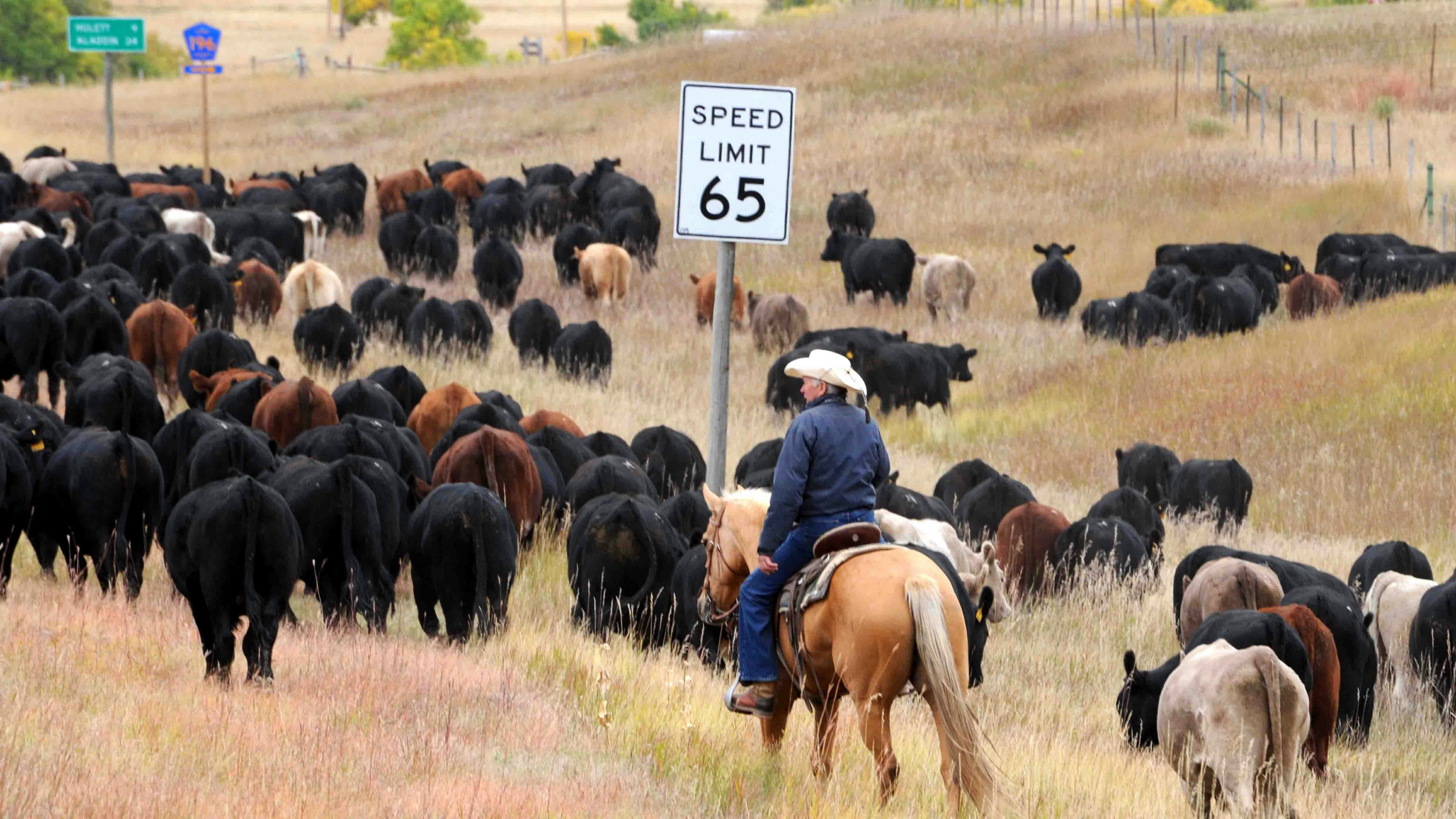 Driving cattle to winter pasture near Hulett, Wyoming.