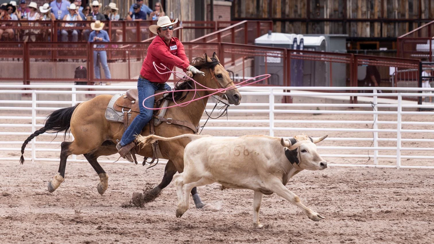 Clayton Van Aken from Yoder, WY ropes his steer in the team roping at Cheyenne Frontier Days on Sunday, July 19, 2026.