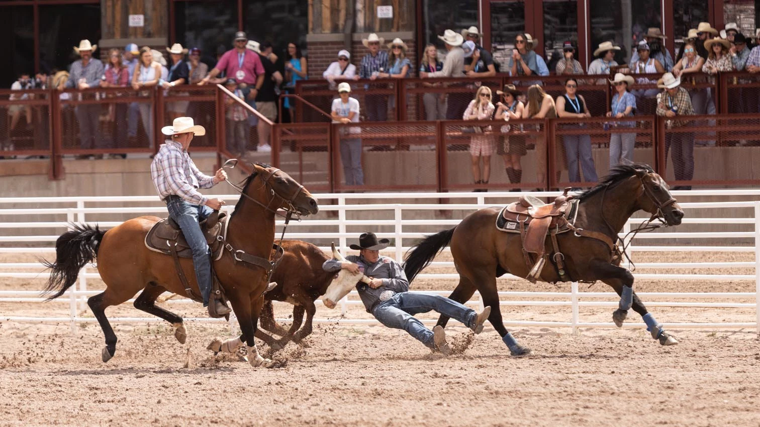Sam Gallagher, University of Wyoming Rodeo student from Brighton, CO jumps off his horse to dog his steer in the steer wrestling at Cheyenne Frontier Days on Sunday, July 19, 2026.