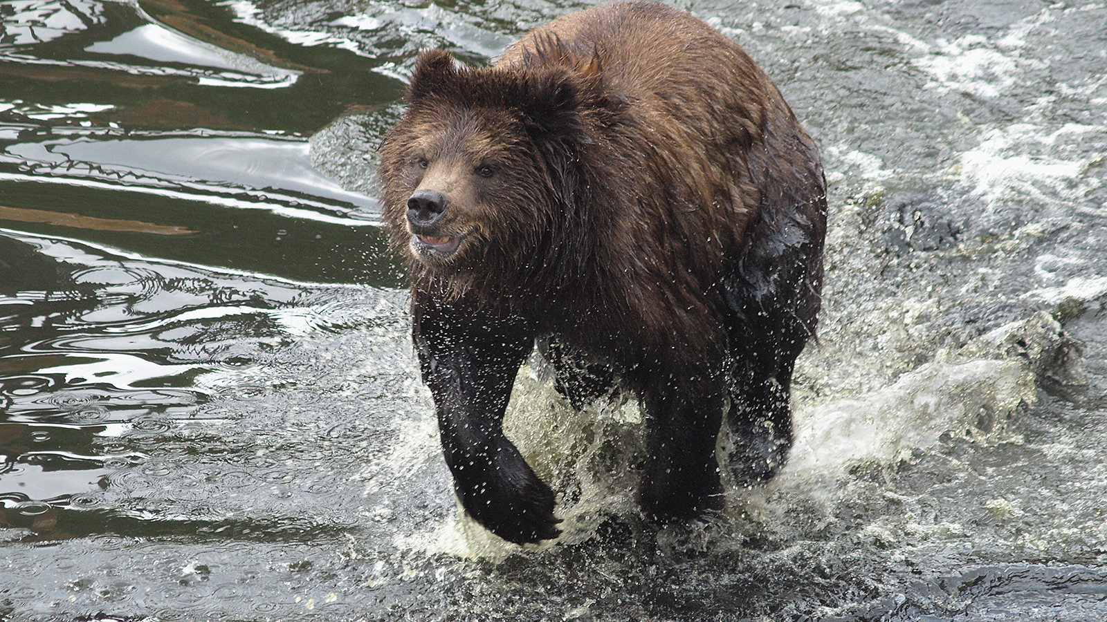 Montana Man Shoots, Kills Charging Grizzly While Out Gathering Antlers ...