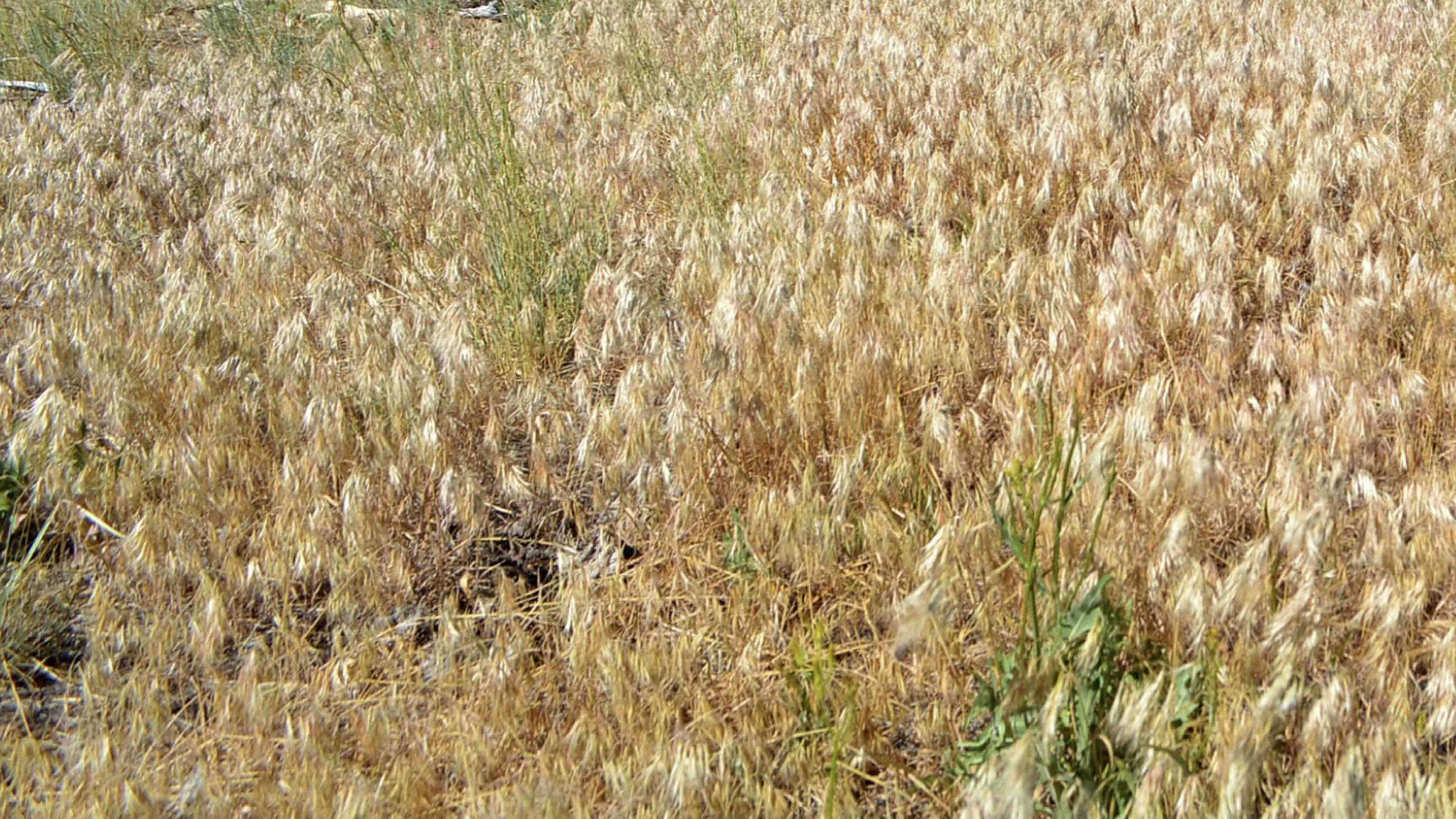 Cheatgrass 1 28 25