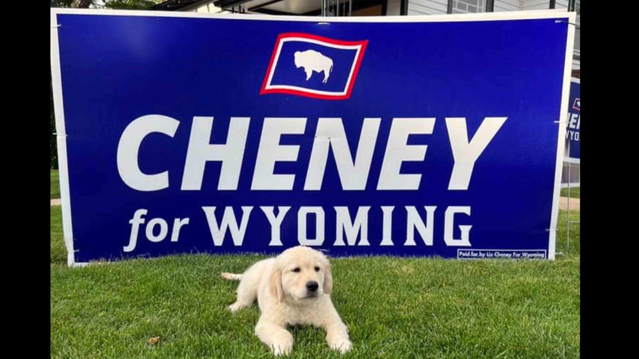 Cheney dog 7 12 22 scaled