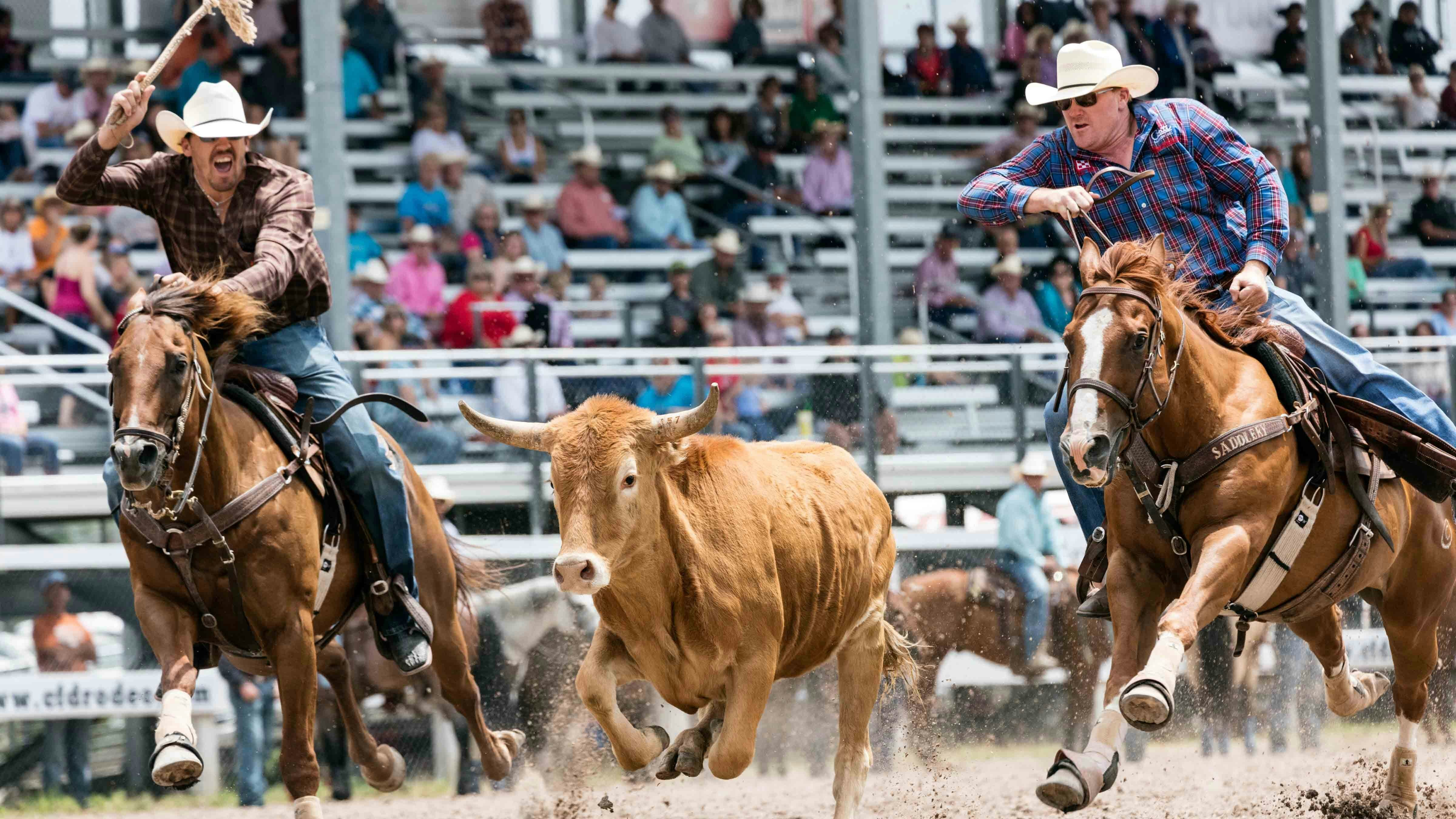 A proposed New York City law pushed by animal rights groups would ban calf roping, flanks, and electric prods — effectively banning all rodeo in the city. Misinformation that promotes anti-rodeo laws threatens the sport, Wyoming rodeo defenders say. Rodeo is a big part of Wyoming's cowboy culture, including the Cheyenne Frontier Days Rodeo, knowns as the "Daddy of 'em All" and the largest outdoor rodeo in the world.