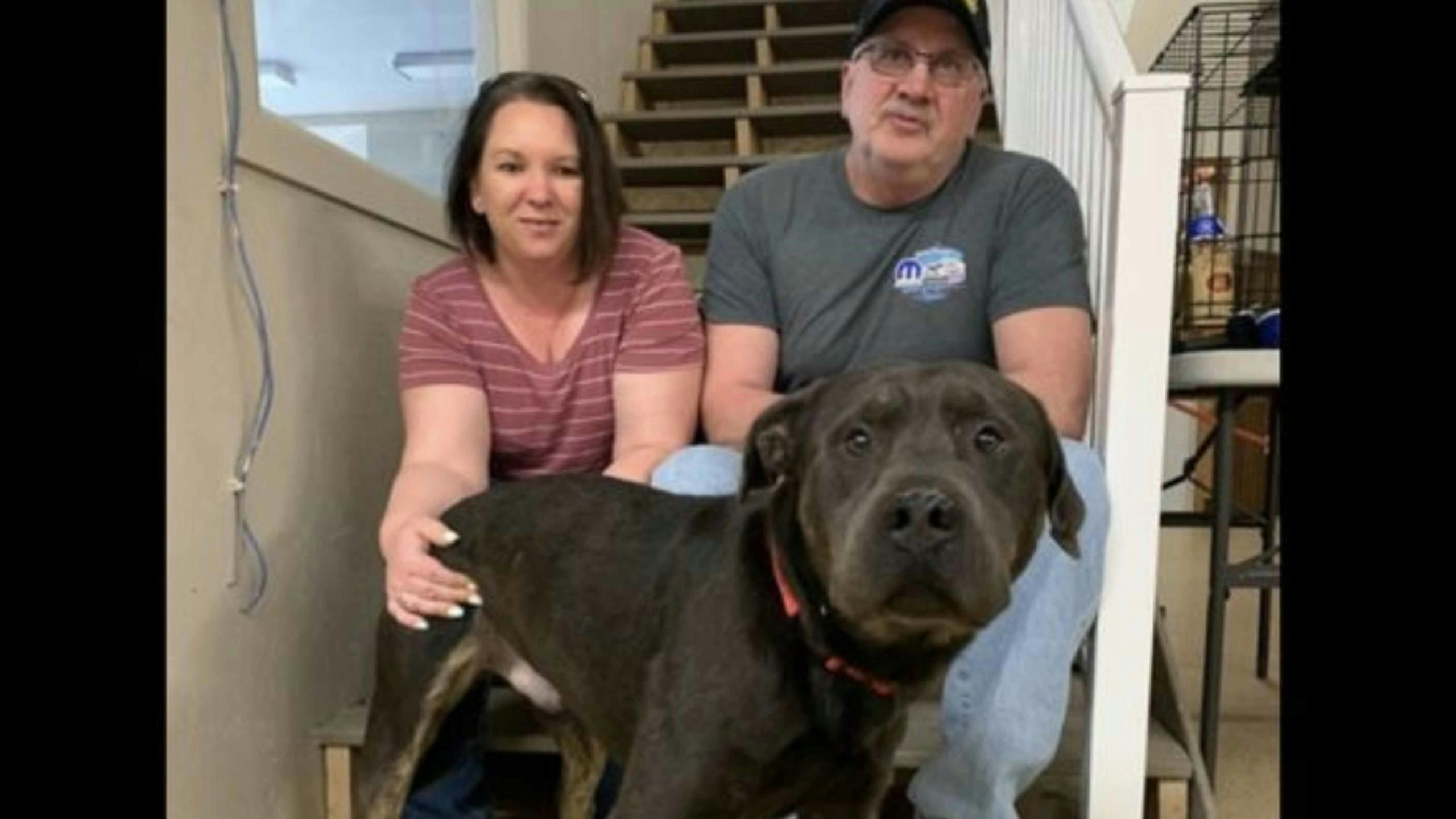 Cheyenne mastiff 5 3 22 scaled