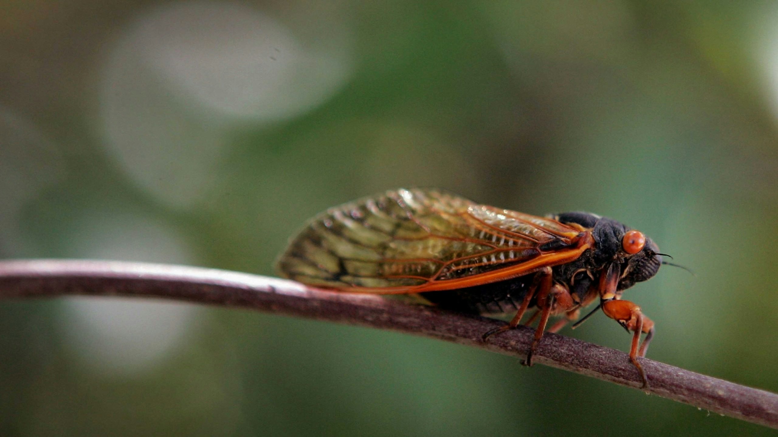 Cicada 9 5 22 scaled