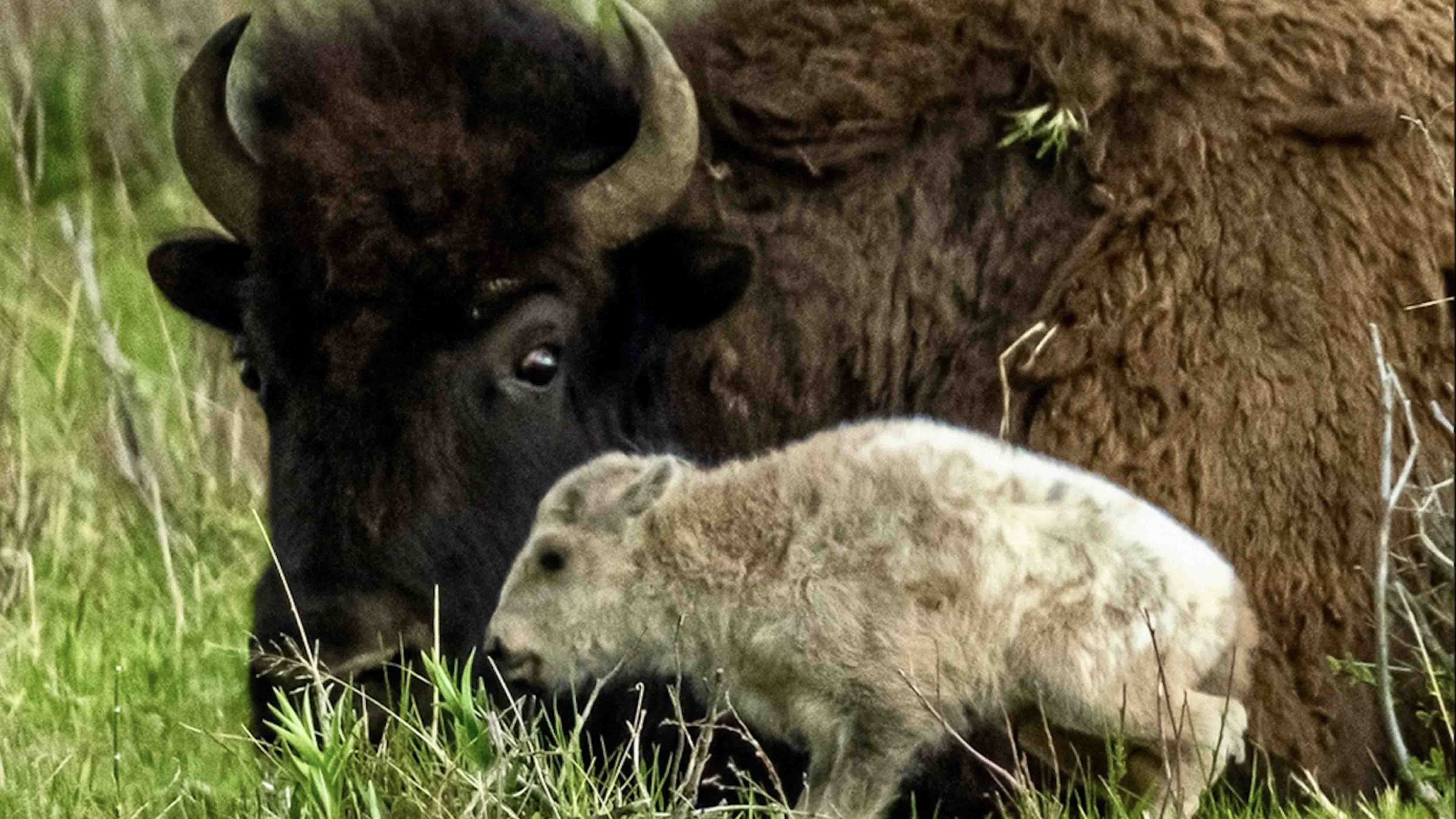 Rare Wild White Bison Born In Yellowstone, Photographer Gets Photos ...