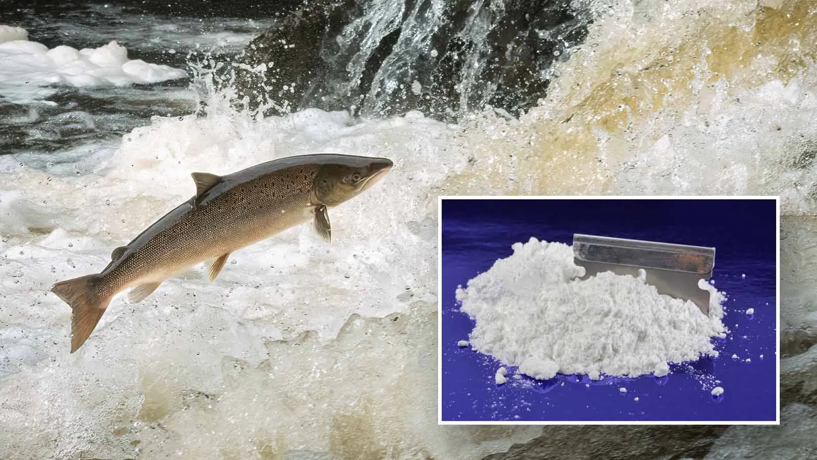 Newly released research shows that young salmon given cocaine compounds swim father and faster. Turns out, getting salmon high is giving scientists valuable information about how the drug impacts human nervous systems.