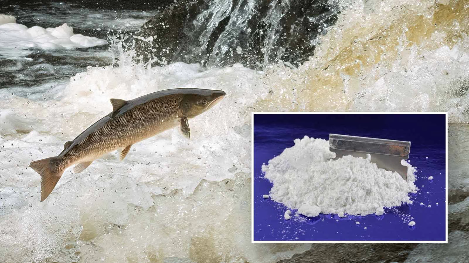 Newly released research shows that young salmon given cocaine compounds swim father and faster. Turns out, getting salmon high is giving scientists valuable information about how the drug impacts human nervous systems.
