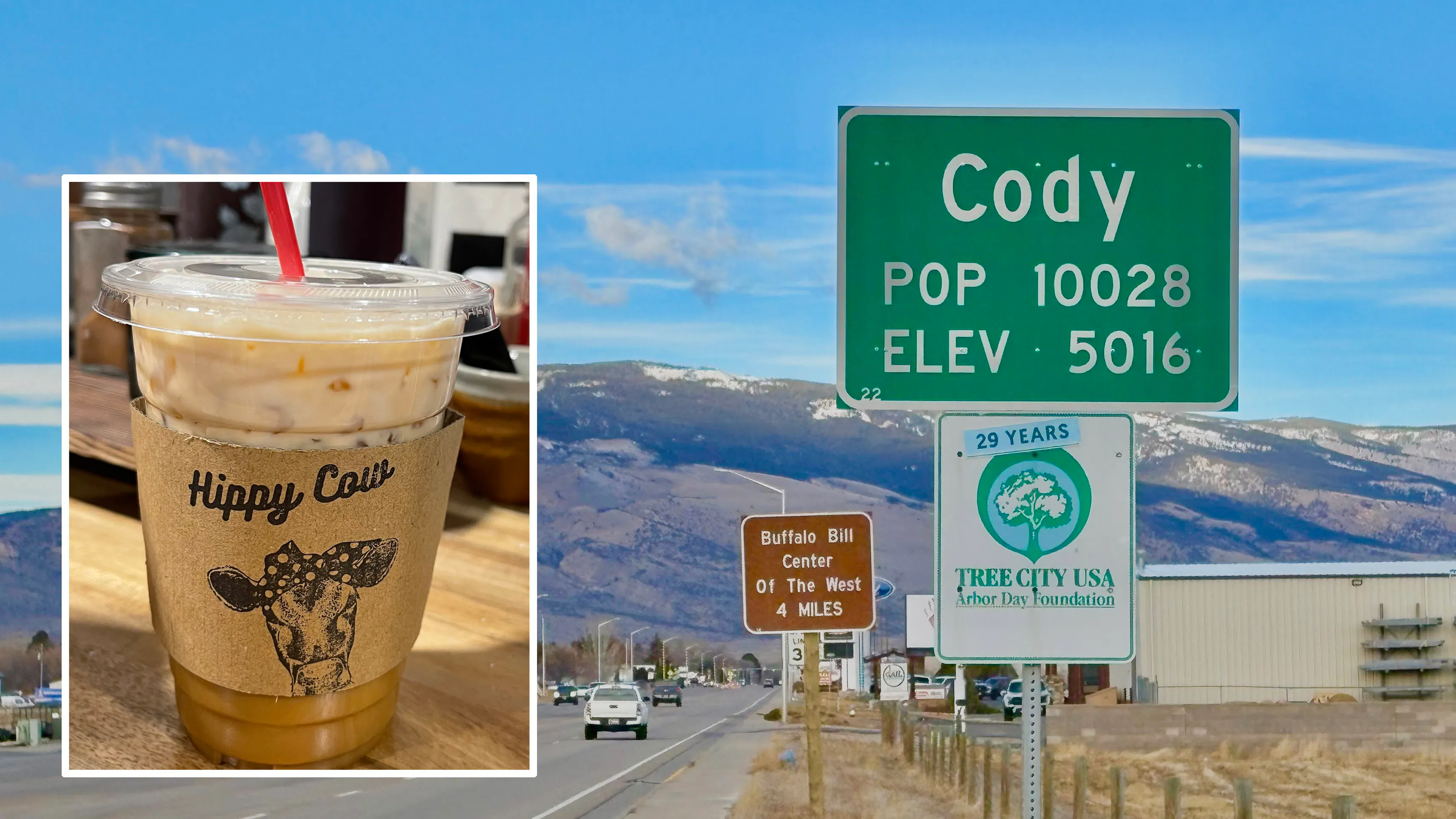 Cody hippy cow 1 4 24 26