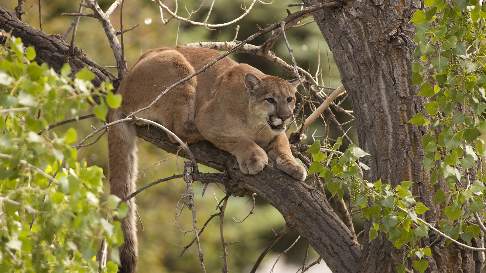 A mountain lion is treed in a Colorado neighborhood.