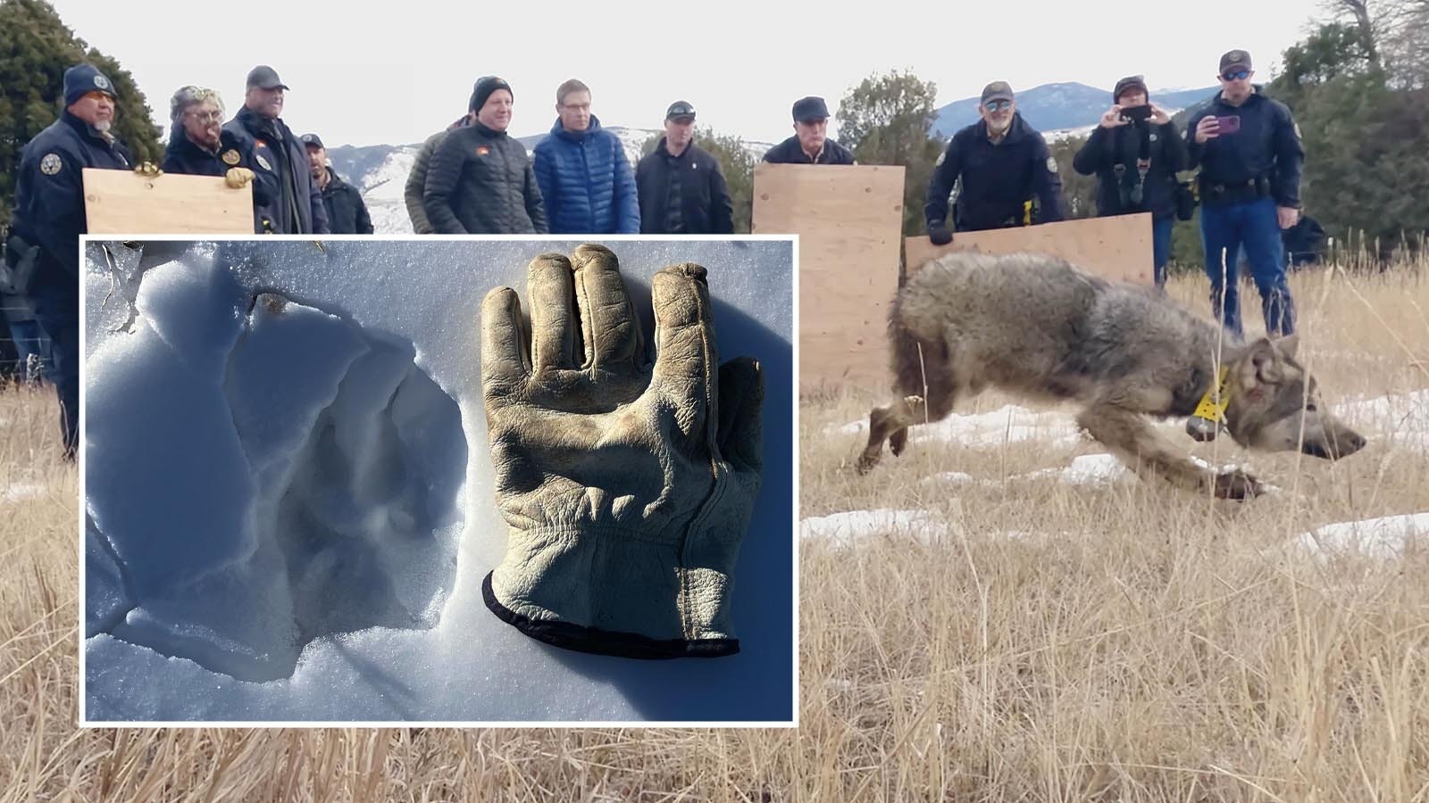 This huge wolf track in Moffat County, Colorado, is thought to have been made by a female wolf that was relocated from Oregon to Colorado in late 2023.