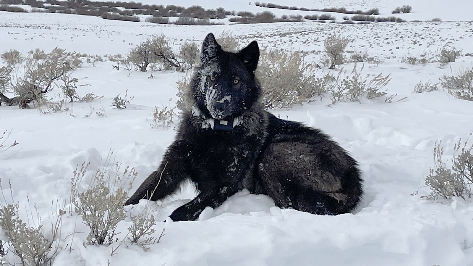Colorado wolf 10 31 22