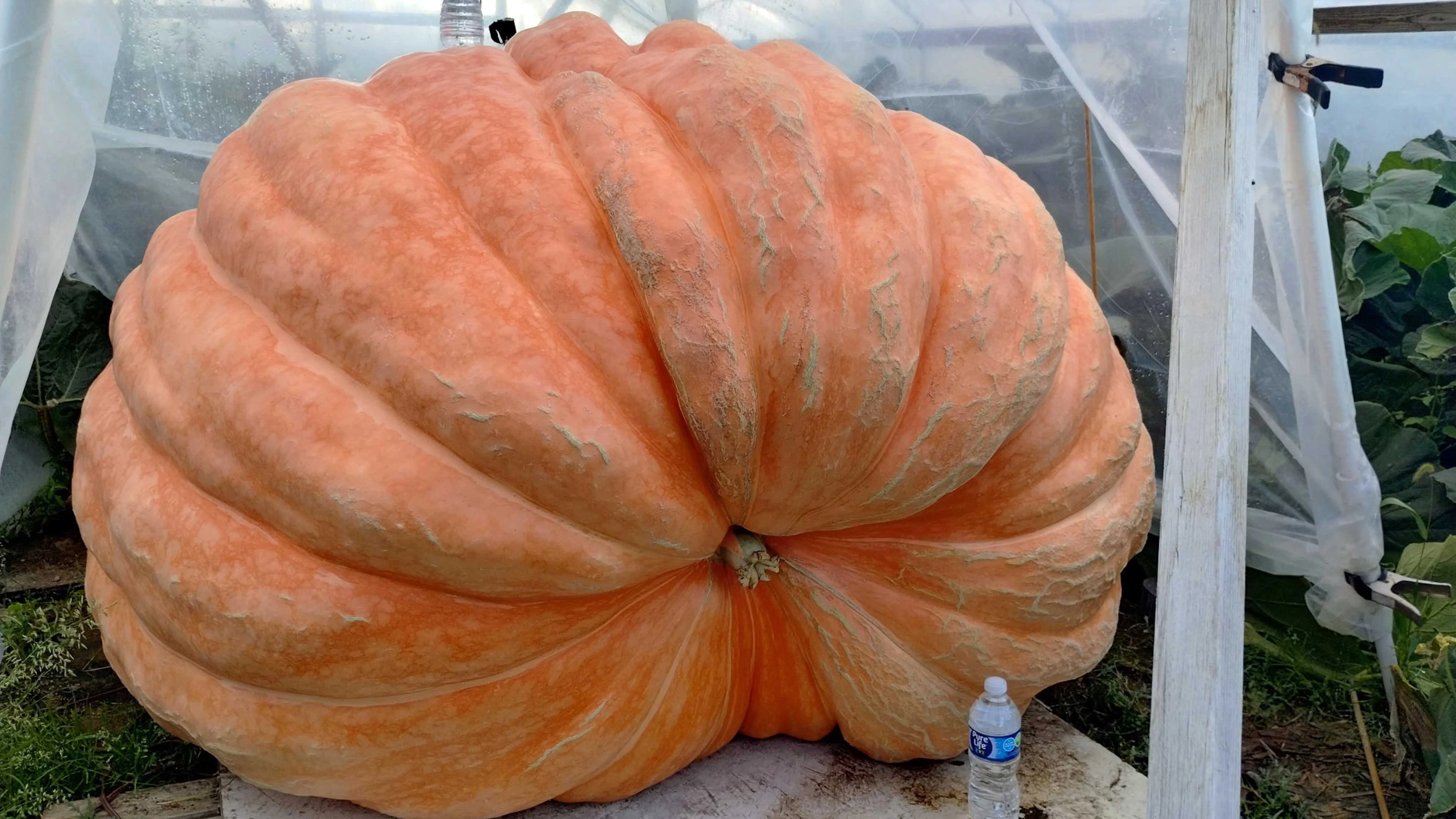 A massive pumpkin (with a water bottle for scale) being grown by Andy and Amy Corbin in Cheyenne. The Corbins set a Wyoming state record with a 2,085-pound pumpkin, and this pumpkin - the largest of the three they're growing - could set a new record later this year.