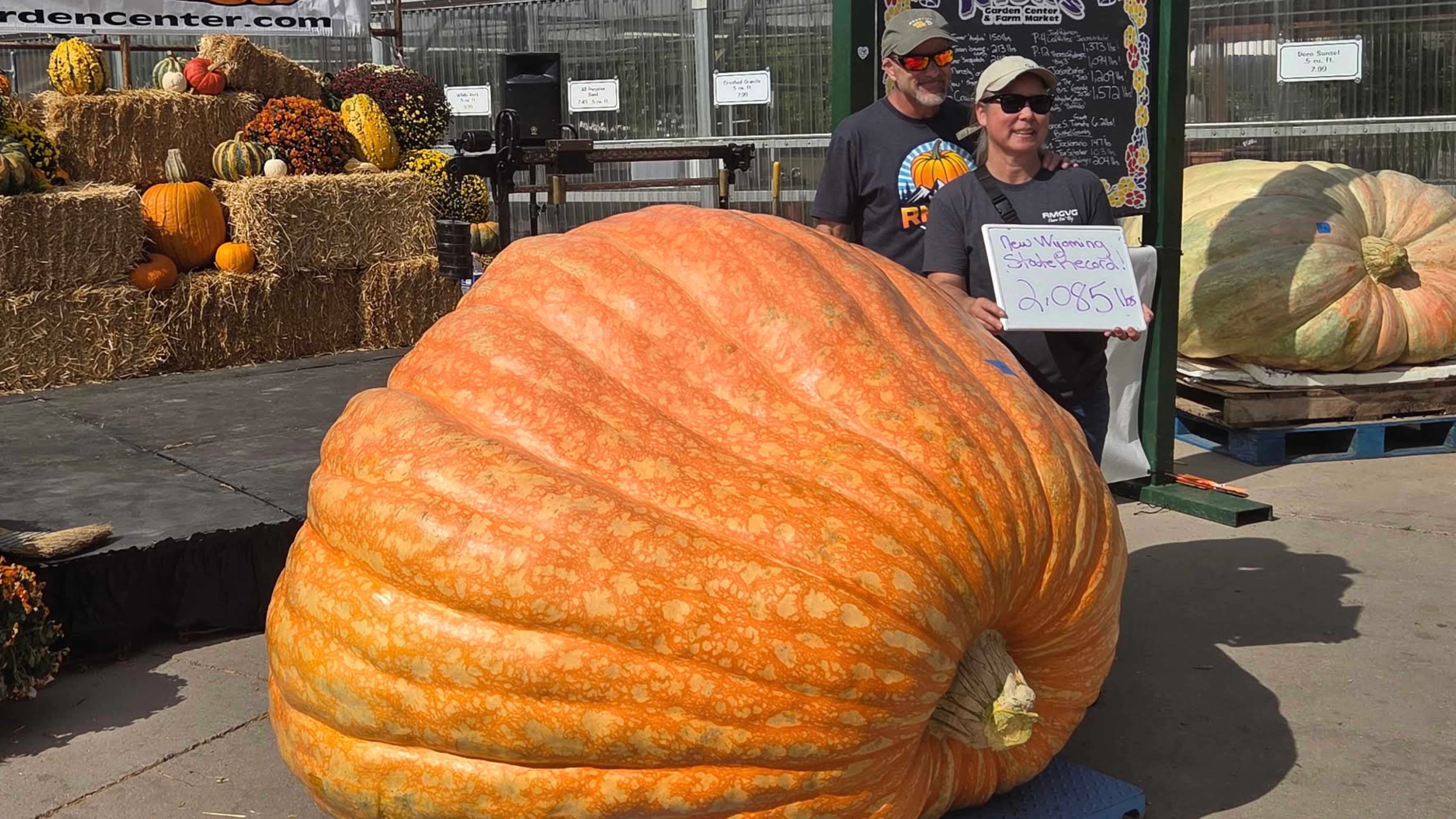 State-record-holder Andy Corbin of Cheyenne has three pumpkins he says could each weigh a ton by the Wyoming State Champion Giant Pumpkin Weigh-Off and Pumpkin Drop next month. Corbin is aiming to surpass his record 2,085-pounder from 2025.