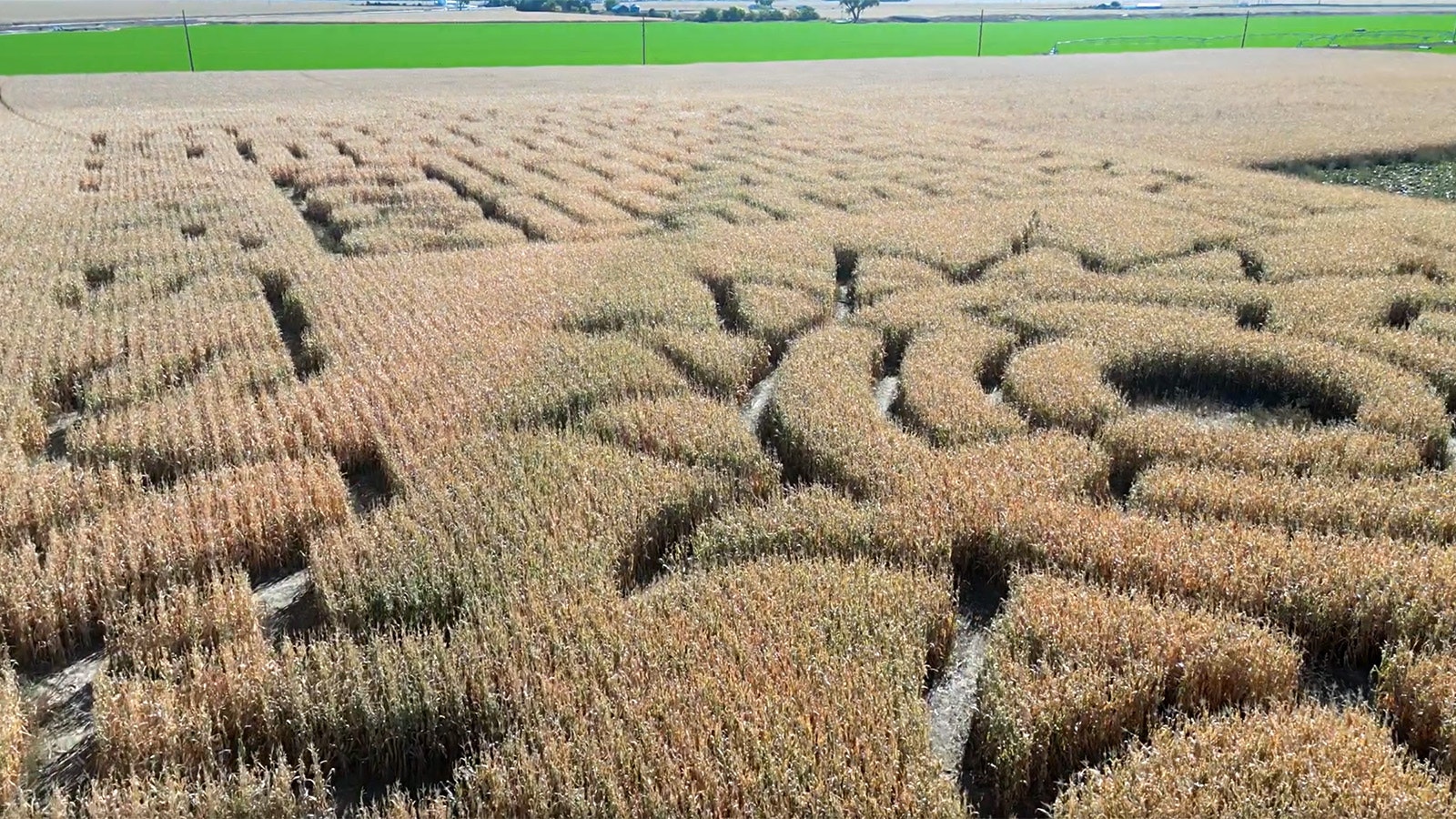 The annual corn maze at Ellis' Harvest Home farm near Lingle, Wyoming, is the highlight of the fall season.