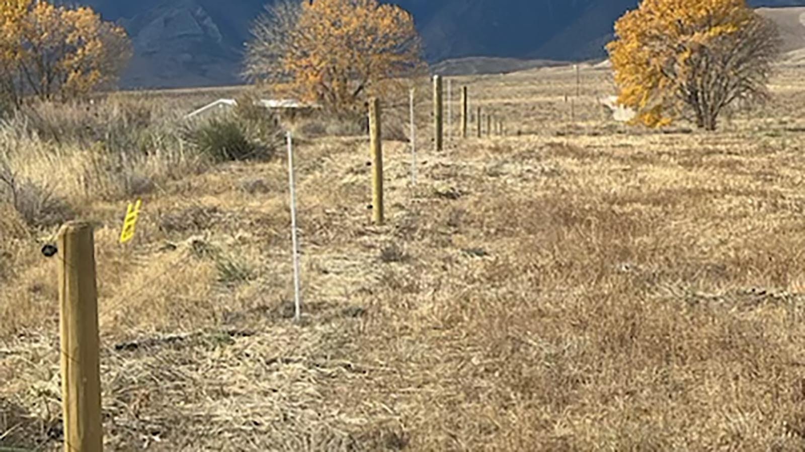 This new electric fence was installed to keep grizzly bears out of Gallagher's Corn Maze and Pumpkin Patch near Clark, Wyoming.