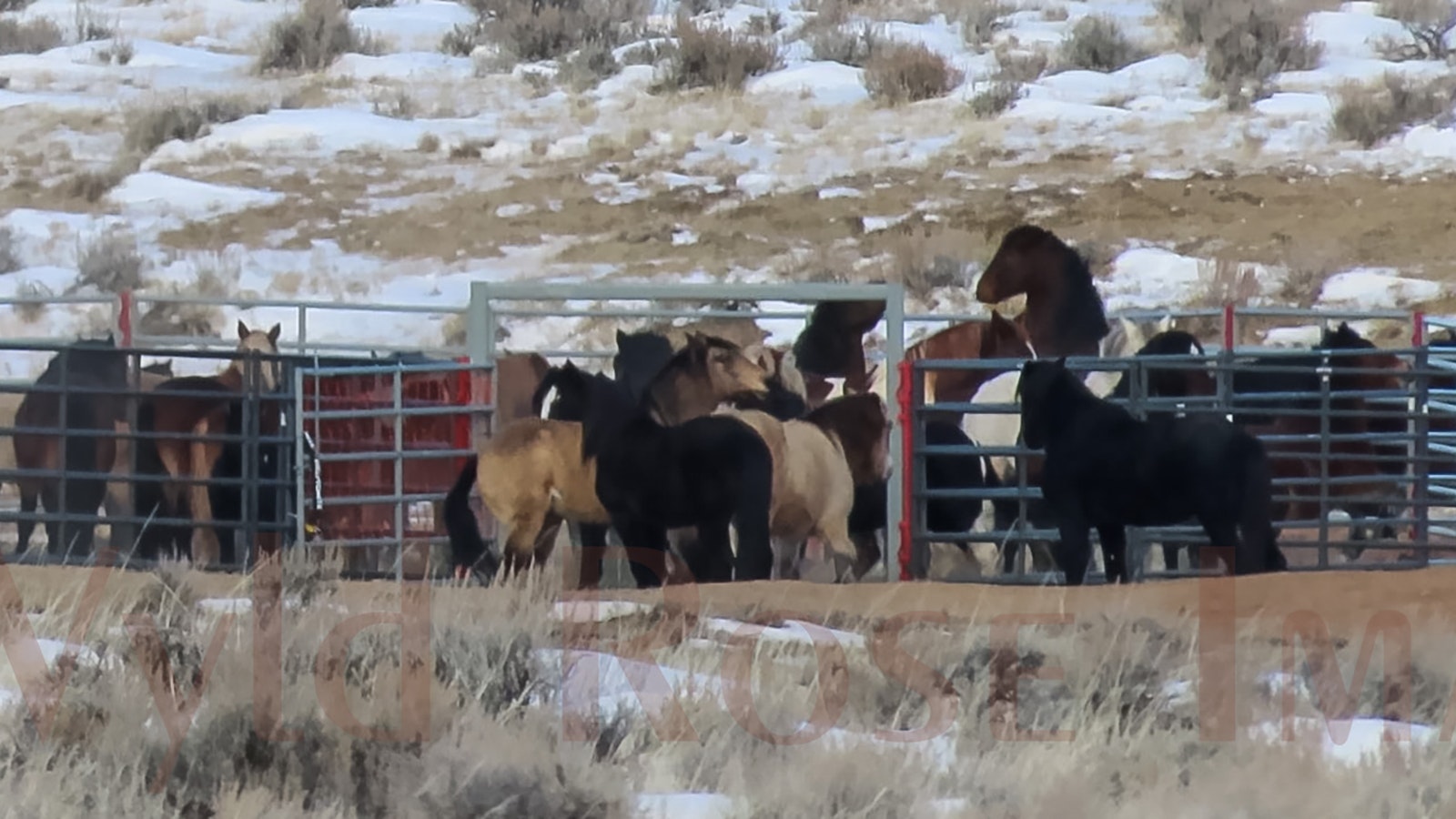 Corrals are being used by the Bureau of Land Management hold some horses from the McCollough Peaks mustang herd in Park County. Wild horse advocates claim that the corrals are cruel.