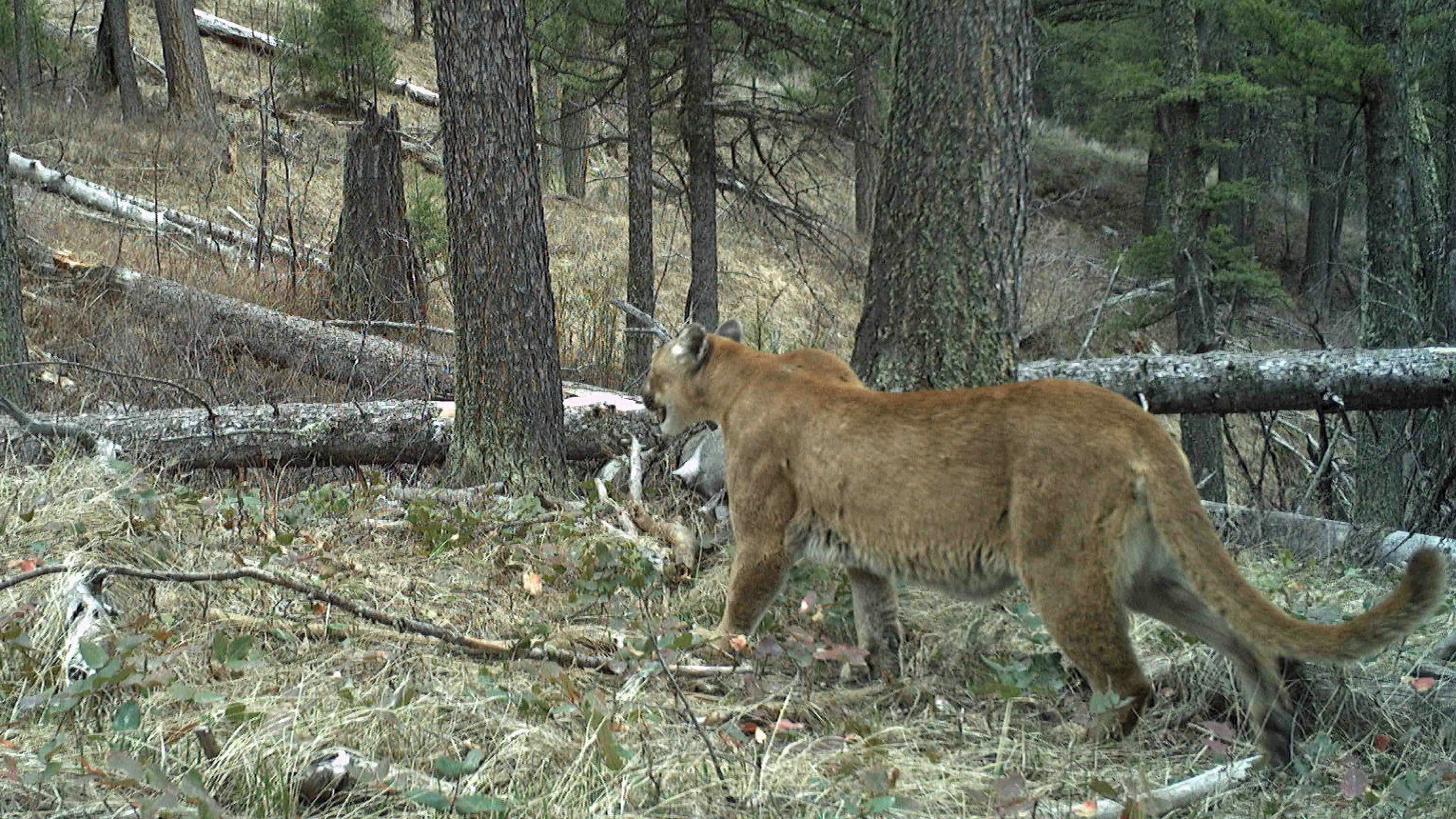 Cougar 7 18 24
