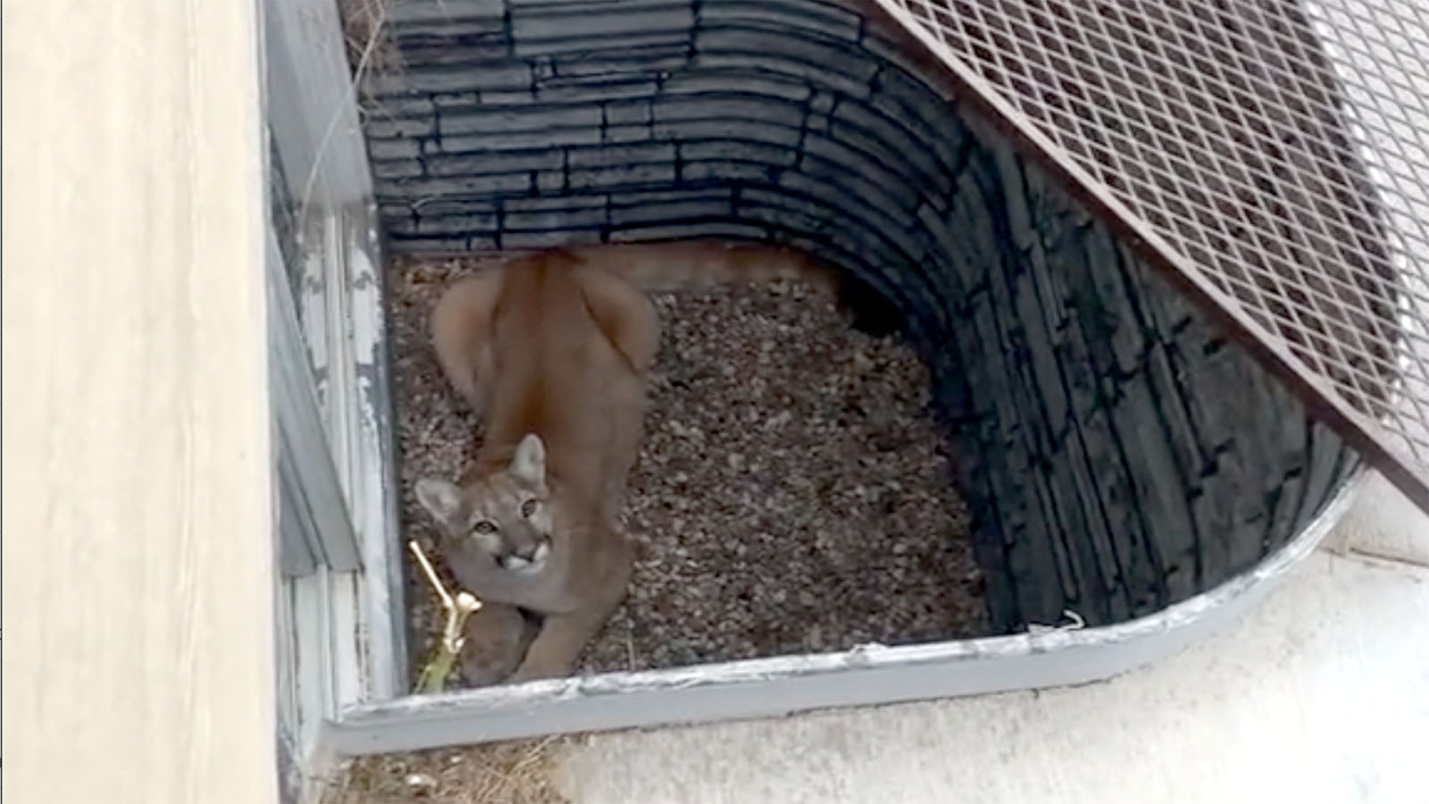 Cougar in window well 11 1 22