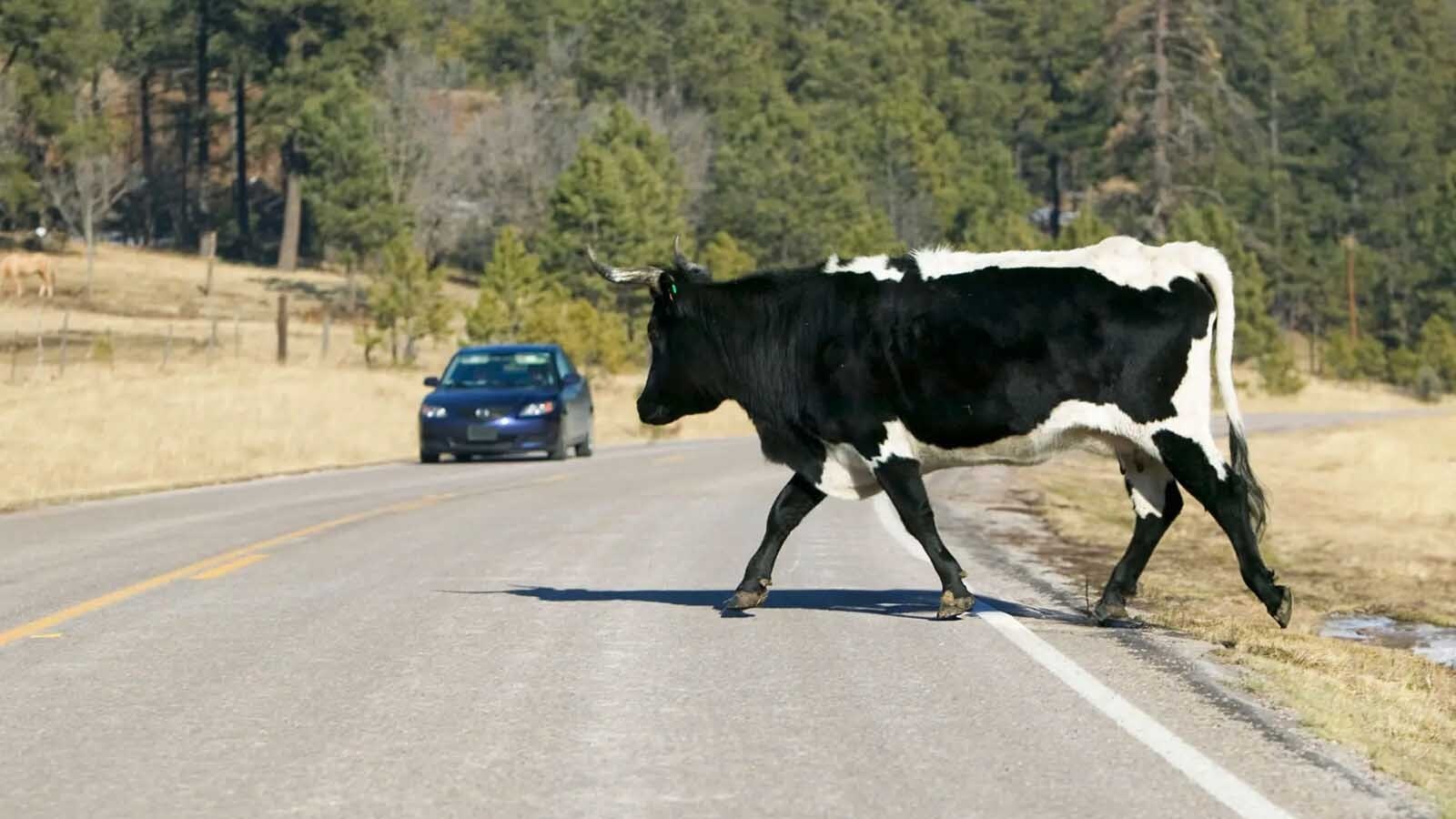 When a car hits a deer or antelope, it can mean expensive repairs. Hitting a cow is much worse — and possibly demolish you as well. Wyomingites would be wise not to underestimate how devastating hitting a 1,000-pound cow can be.