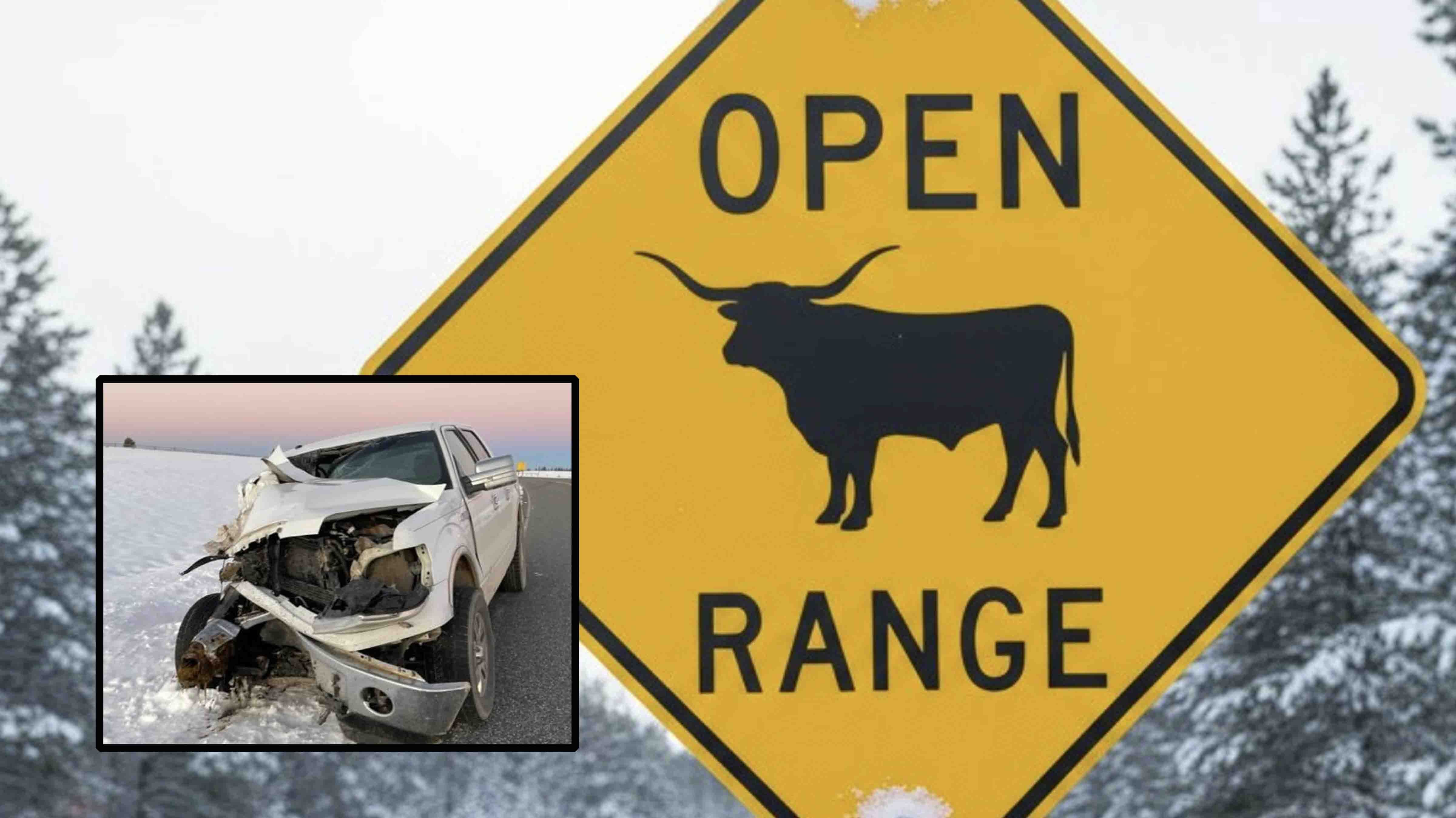 Cow cattle 3 10 8 25