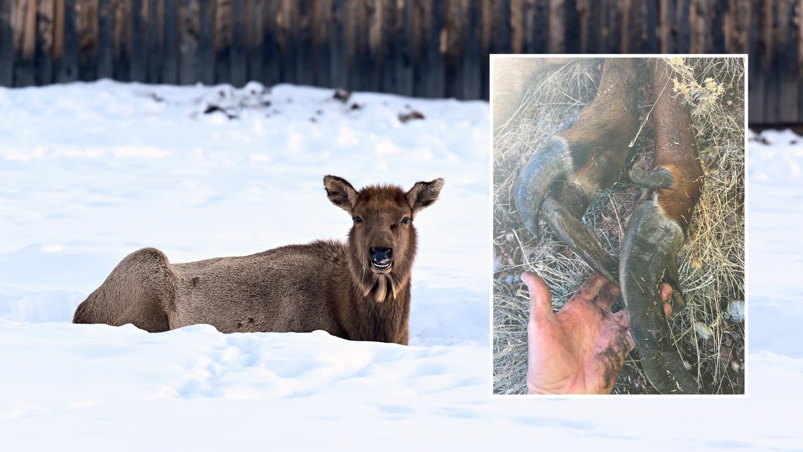 A hunter killed a cow elk in southeast Colorado last week and discovered these bizarre deformities to the animal’s hooves. He’s not certain what caused the weird growth, but it seems to mirror the effects of an elk hoof disease that’s been spreading in Washington State.