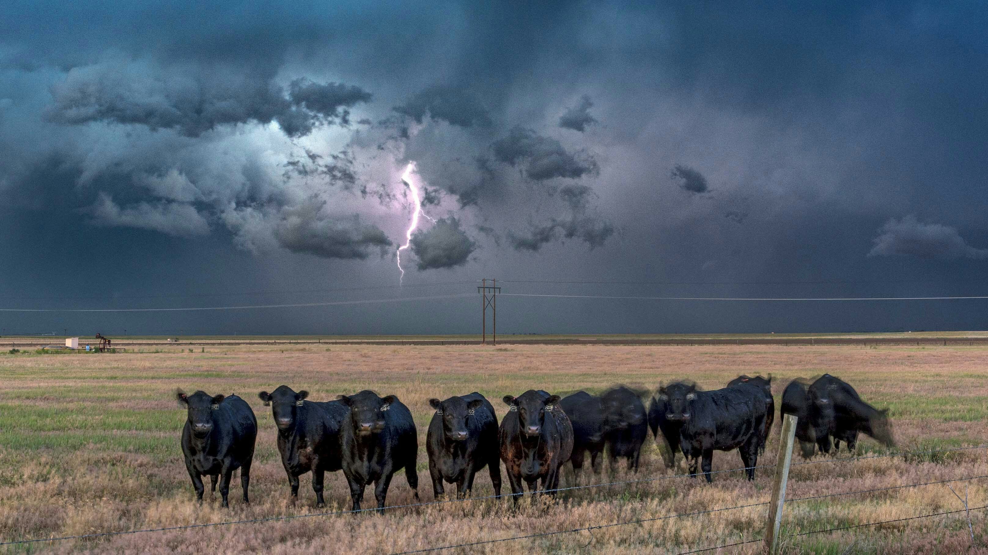 A herd of cattle stand in a pasture as a lightning bolt strikes behind them in this file photo.