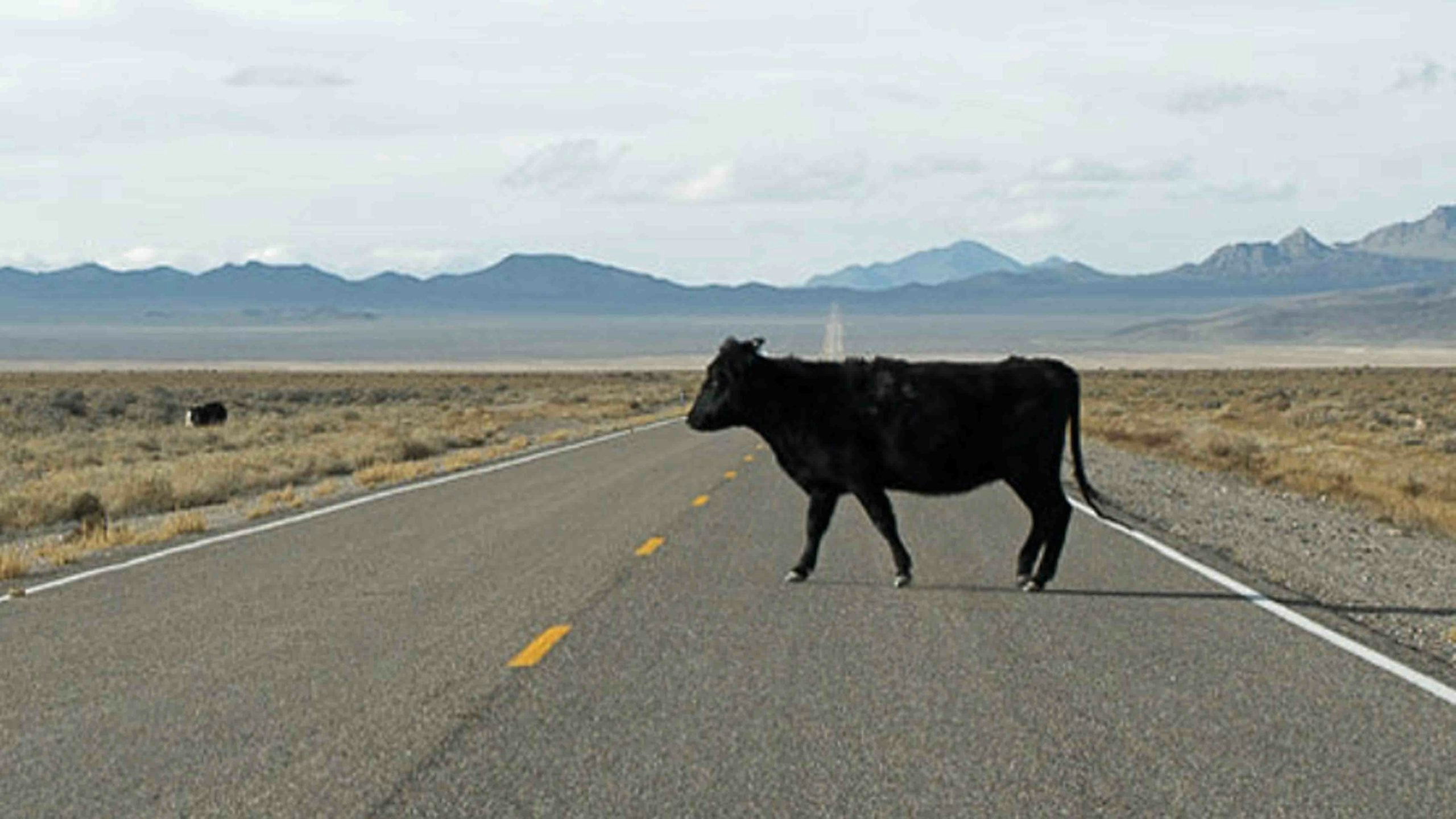 Cow on road scaled