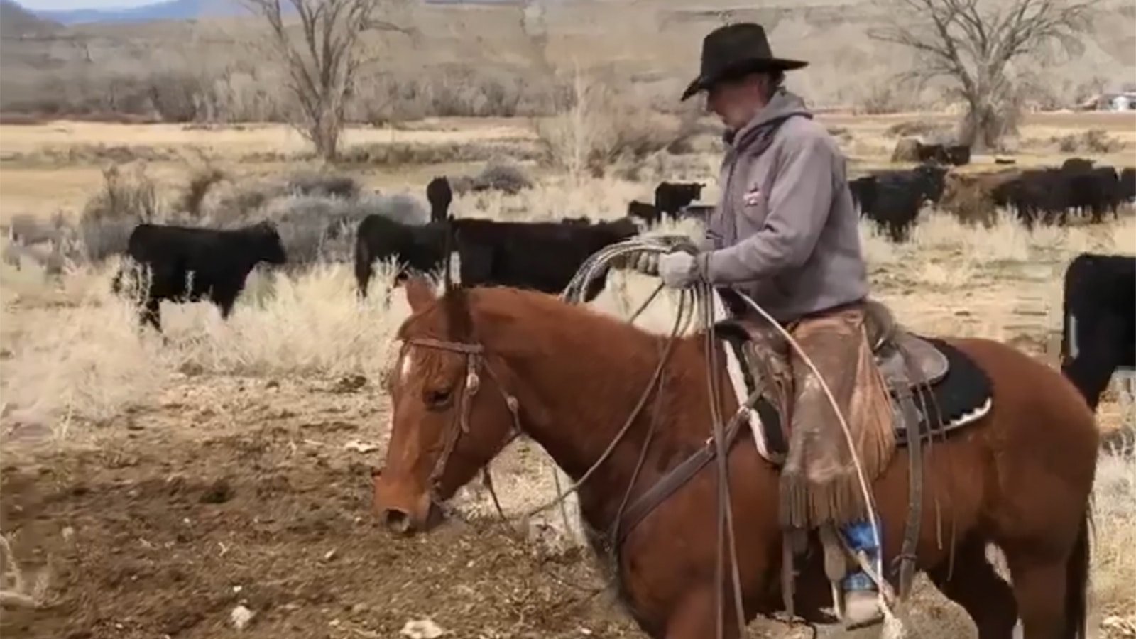 Tim Flitner, who ranches near Greybull, said a combination of allowing outfitters on his land for trophy bull elk hunts, and then later in the season letting regular hunters on to shoot cow elk, has kept the elk population in check on his property.