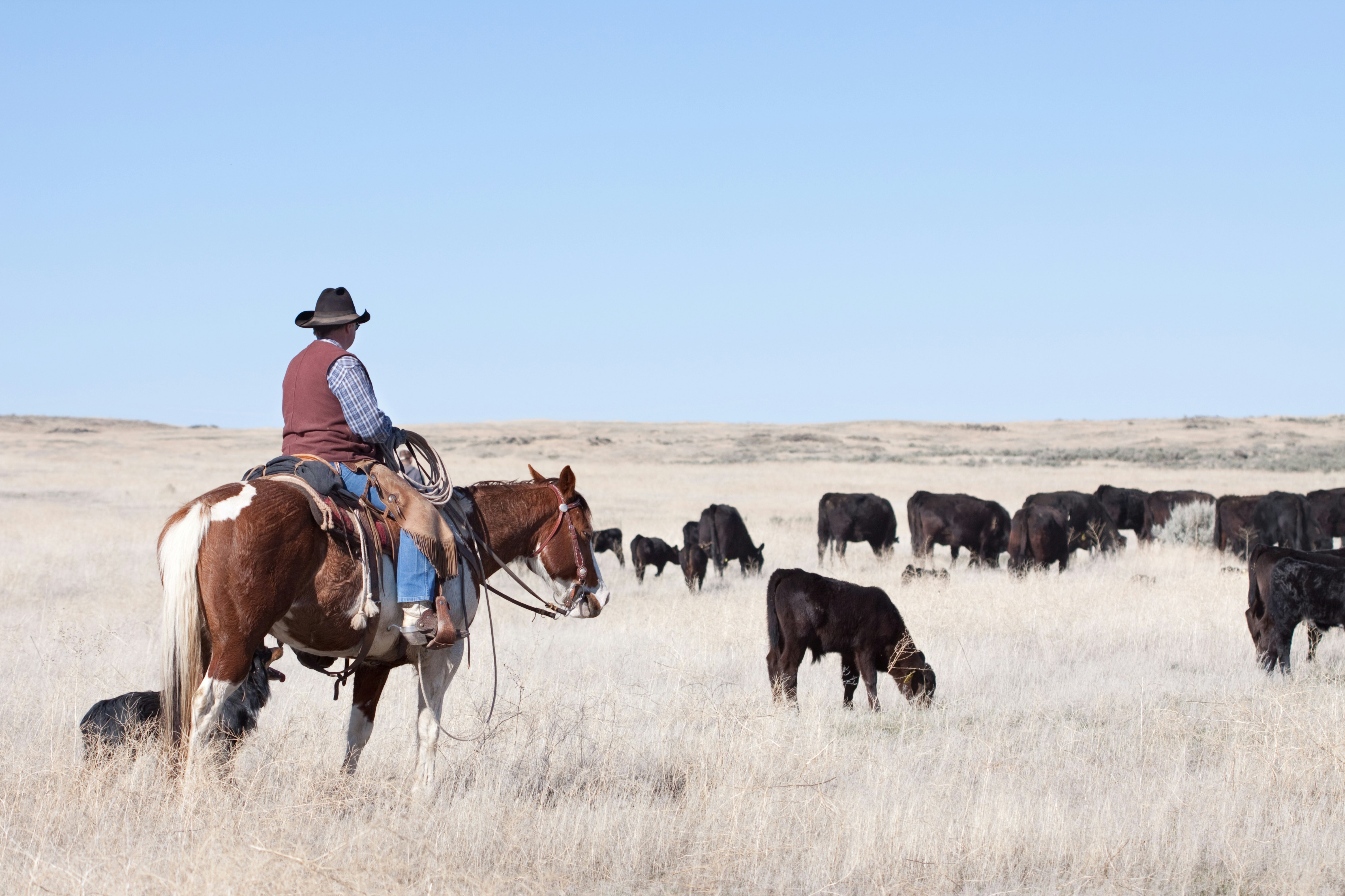 Colorado will use range riders to help ranchers protect their livestock from that state's reintrocuded wolves.