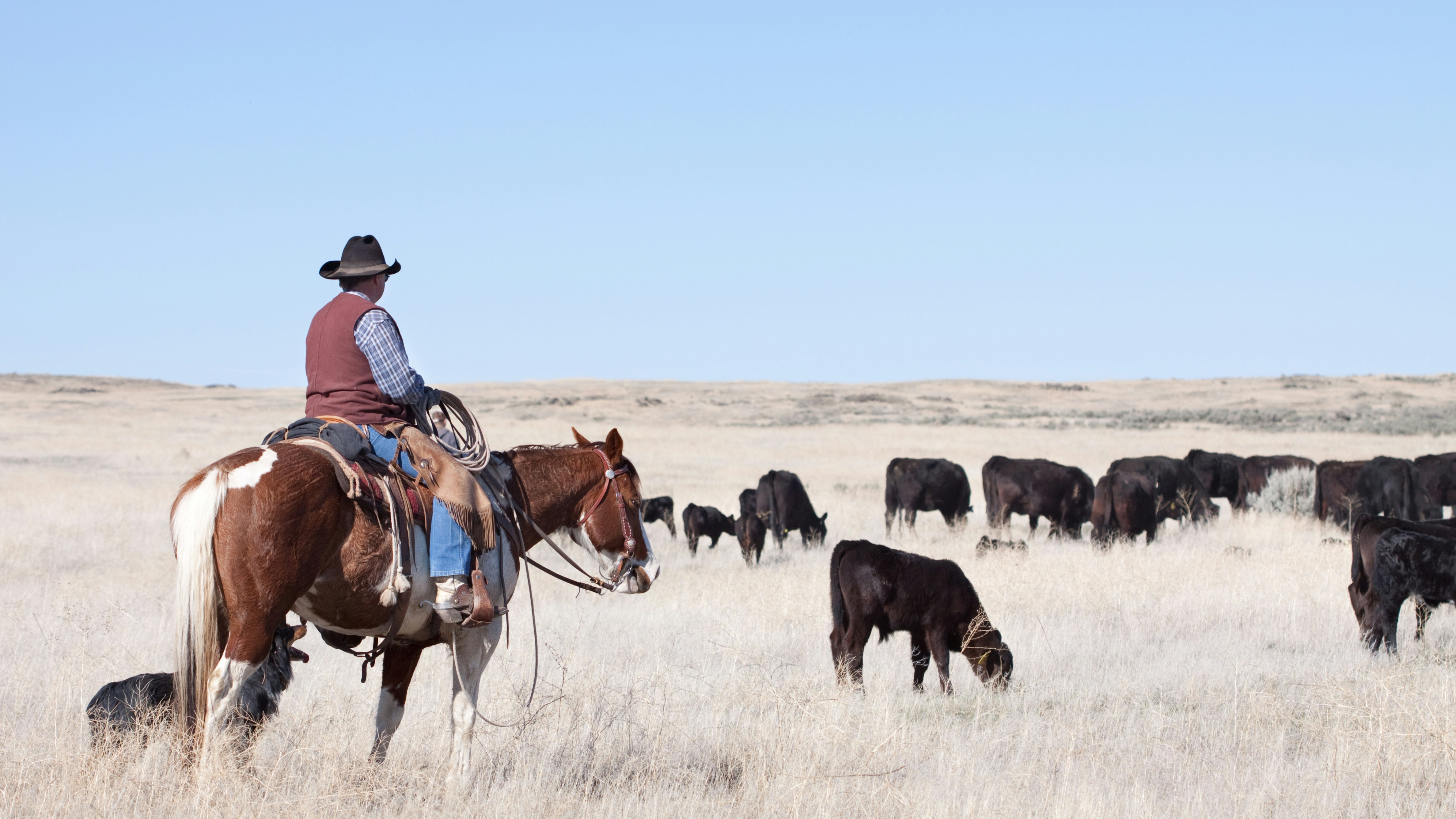Colorado will use range riders to help ranchers protect their livestock from that state's reintrocuded wolves.