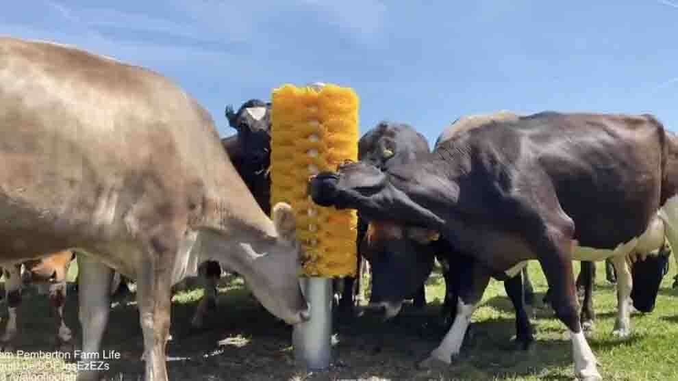 Cows 8 6 25